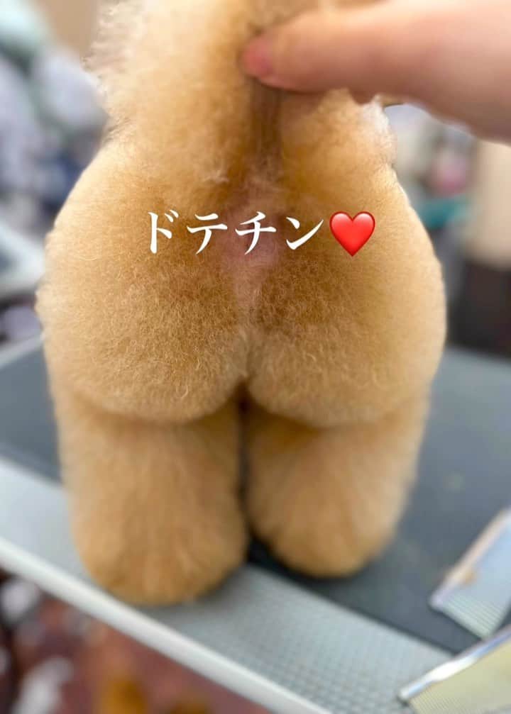 しらす先輩のインスタグラム：「桃尻🍑作戦第2回オペレーション✂️ 今回のお尻担当は竹山店長👏 お尻にボリューム出すには 毛量必要だよね💦 シリコン注入する訳にもいかないし💉😂 犬濯屋川村美容外科?!🤔  しらすの顔と体型に1番似合うお尻🍑 赤ちゃん体型を理想にしてるんだけどどうかなぁ？ 決してかっこいいお尻とか… そんなんじゃないよね？ しらすは🤣🤣 ・ ・ @kentakuya_kawamura  @kentakuya_takeyama  店長  #toypoodlelover #toypoodlered #toypoodlegram #poodlelife #teacuppoodle #トリミング#かわいい犬 #ig_pic #beatifuls #prettydogs #toypoodlesofinstagram #adorable #poodlestagram #inulog #ティーカッププードル#トイプードル大好き #poodlestagram #トイプー#かわいすぎる #プリケツ#instapet #癒しわんこ #toypoodle#poodlelov」