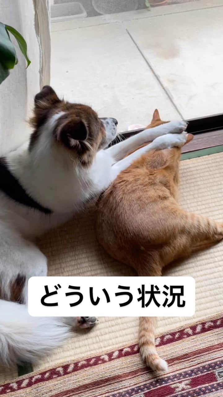 naomiのインスタグラム：「今日も治安が守られました。  #元野良猫 #元保護犬 #犬と猫のいる暮らし  #ターとアグ」