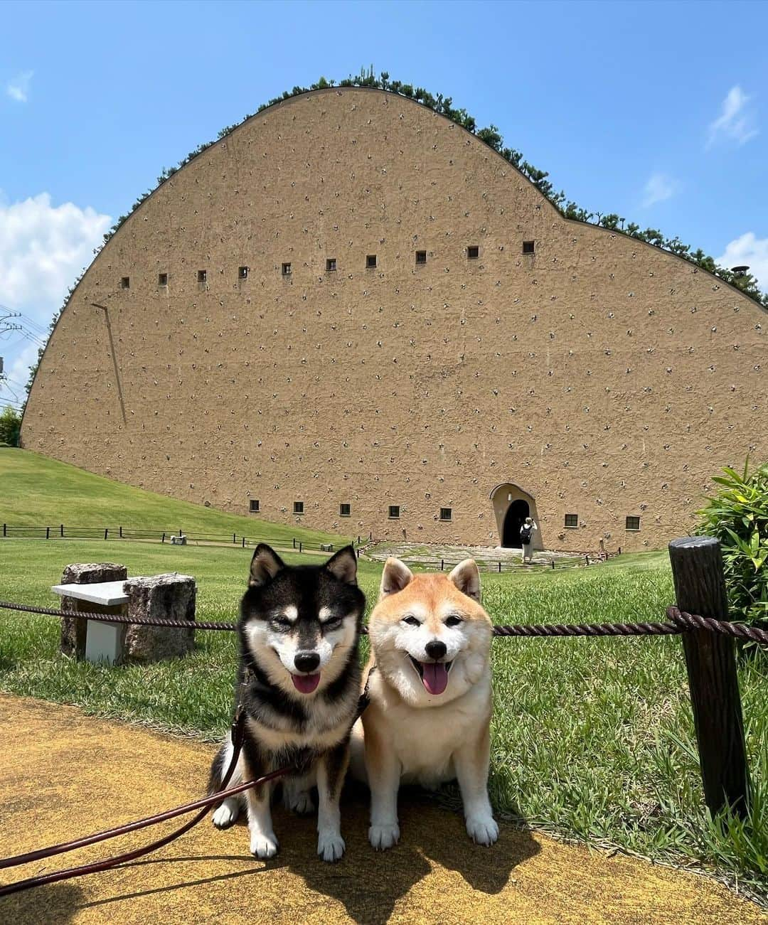 豆柴なつ&ふゆのインスタグラム