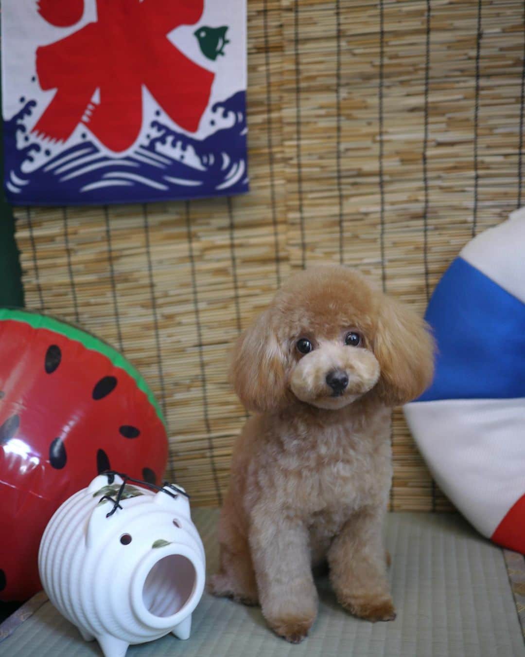 doghug (ドッグハグ) 豊洲本店のインスタグラム