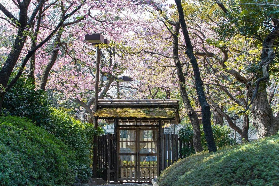 八芳園さんのインスタグラム写真 - (八芳園Instagram)「#梅雨明け を迎えた関東地方。  二十四節気では #大暑 の頃となりました。 大暑とは、一年で最も厳しい暑さが感じられる時期です。  緑に包まれた日本庭園への玄関口「木戸門」。  この門を潜るときには、少しだけ頭を下げる必要があります。  これは、「全ては礼に始まり、礼に終わる」という武士道の規範を反映し、屋根が意図的に低く建てられているためです。  「木戸門」の周りには河津桜が植えられており、早春には満開の桜に小鳥たちが訪れる華やかな景色が広がります。  四季折々の庭園の風景を、お愉しみください。  “Kidomon”, the entrance to the Japanese garden. This gate marks the entrance to our garden, but it also serves for another purpose. When you pass through this gate you will find that you will need to bow your head as the roof was deliberately built lower to reflect the Samurai Bushido code which states: “Everything starts and ends with a bow”.  The “Kidomon” is also a popular photo spot due to the Kawazu-Sakura that grow near the gate. This type of cherry tree is in full bloom from mid-February.  🍃✨🍃✨🍃  #八芳園 #結婚式場 #日本庭園 #happoen #初夏を楽しむフォトコンテスト2023  #門 #夏 #日本の四季 #二十四節気  #二十四節気 #カメラ部 #写真好きな人と繋がりたい #東京カメラ部 #その瞬間に物語を #風景写真 #日本家屋 #門   #japanesegarden #japan_of_insta #japaneseculture #gate #jp_views #special_spot #tokyo #japan_daytime_view #ig_jp #japanoinsta #japantravel #tokyotrip #tokyotokyo」7月23日 20時38分 - happoen