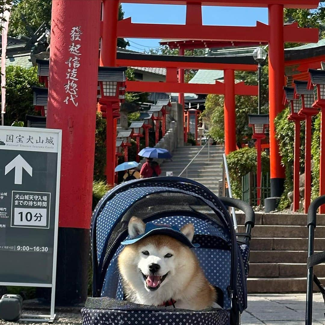 いなりのインスタグラム：「✰ ✰ ✰  in犬と一緒に犬山城  暑い日にお出かけすると 『可哀想に…』って言われる。  愛犬家に『可哀想』は禁句です。 かなりのダメージとトラウマを与えます。  ✰ ✰ ✰  #可哀想じゃなくて良いね #ちゃんと暑さ対策してるよ #水分補給もしてるよ #帽子も被ってるの  #アトピっ子わんこ #柴犬いなり #柴 #しば #しばいぬ #日本犬 #いぬバカ部 #柴犬ライフ #サンデイ #犬 #pecoいぬ部 #shiba #shibainu  #shibadog  #shibarbucks #shibastagram #japanesedog #shibainulifes #多頭飼い」