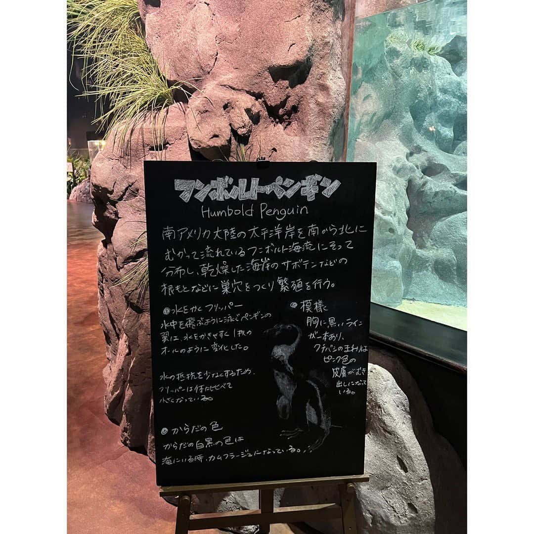 田村響華さんのインスタグラム写真 - (田村響華Instagram)「⁡ DMMかりゆし水族館へ行ったよ〜🐧 動物の説明書いてる黒板の絵が上手すぎ たくさん撮ったけど一部だけ📷 ⁡ #DMMかりゆし水族館 #フンボルトペンギン #アオジタトカゲ #タコクラゲ」7月23日 21時00分 - kyo_ka1016