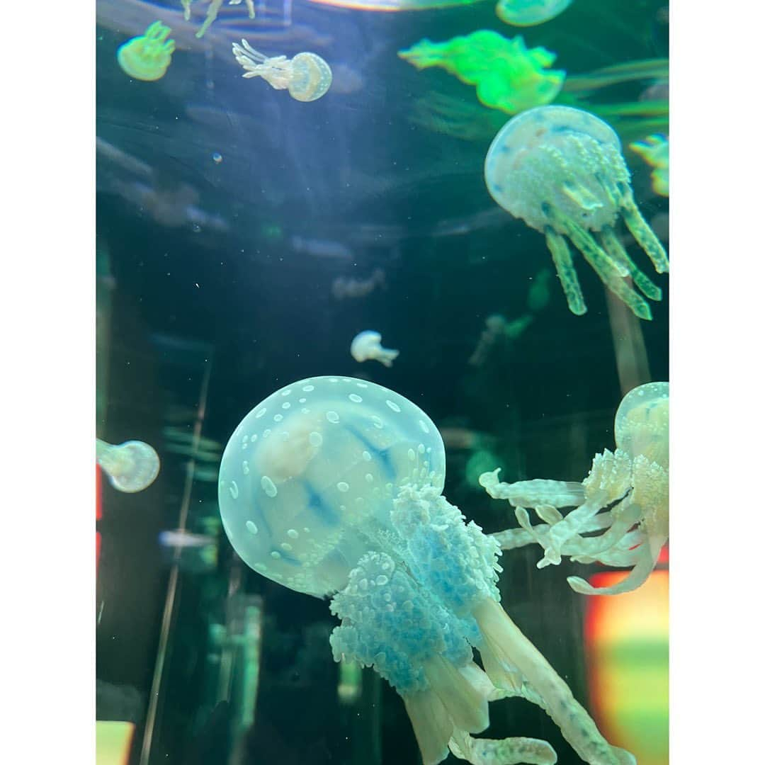 田村響華さんのインスタグラム写真 - (田村響華Instagram)「⁡ DMMかりゆし水族館へ行ったよ〜🐧 動物の説明書いてる黒板の絵が上手すぎ たくさん撮ったけど一部だけ📷 ⁡ #DMMかりゆし水族館 #フンボルトペンギン #アオジタトカゲ #タコクラゲ」7月23日 21時00分 - kyo_ka1016