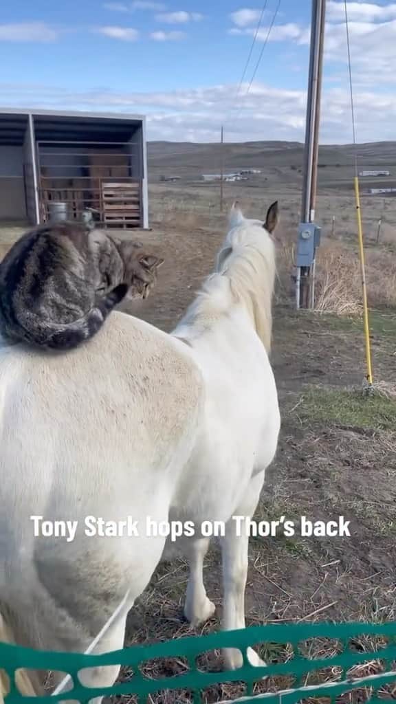 Cute Pets Dogs Catsのインスタグラム：「The way he grabs on when Thor takes off   Credit: beautiful @tonystark_thoradventures and tonystark_thoradventures (tt) ** For all crediting issues and removals pls 𝐄𝐦𝐚𝐢𝐥 𝐮𝐬 ☺️  𝐍𝐨𝐭𝐞: we don’t own this video/pics, all rights go to their respective owners. If owner is not provided, tagged (meaning we couldn’t find who is the owner), 𝐩𝐥𝐬 𝐄𝐦𝐚𝐢𝐥 𝐮𝐬 with 𝐬𝐮𝐛𝐣𝐞𝐜𝐭 “𝐂𝐫𝐞𝐝𝐢𝐭 𝐈𝐬𝐬𝐮𝐞𝐬” and 𝐨𝐰𝐧𝐞𝐫 𝐰𝐢𝐥𝐥 𝐛𝐞 𝐭𝐚𝐠𝐠𝐞𝐝 𝐬𝐡𝐨𝐫𝐭𝐥𝐲 𝐚𝐟𝐭𝐞𝐫.  We have been building this community for over 6 years, but 𝐞𝐯𝐞𝐫𝐲 𝐫𝐞𝐩𝐨𝐫𝐭 𝐜𝐨𝐮𝐥𝐝 𝐠𝐞𝐭 𝐨𝐮𝐫 𝐩𝐚𝐠𝐞 𝐝𝐞𝐥𝐞𝐭𝐞𝐝, pls email us first. **」