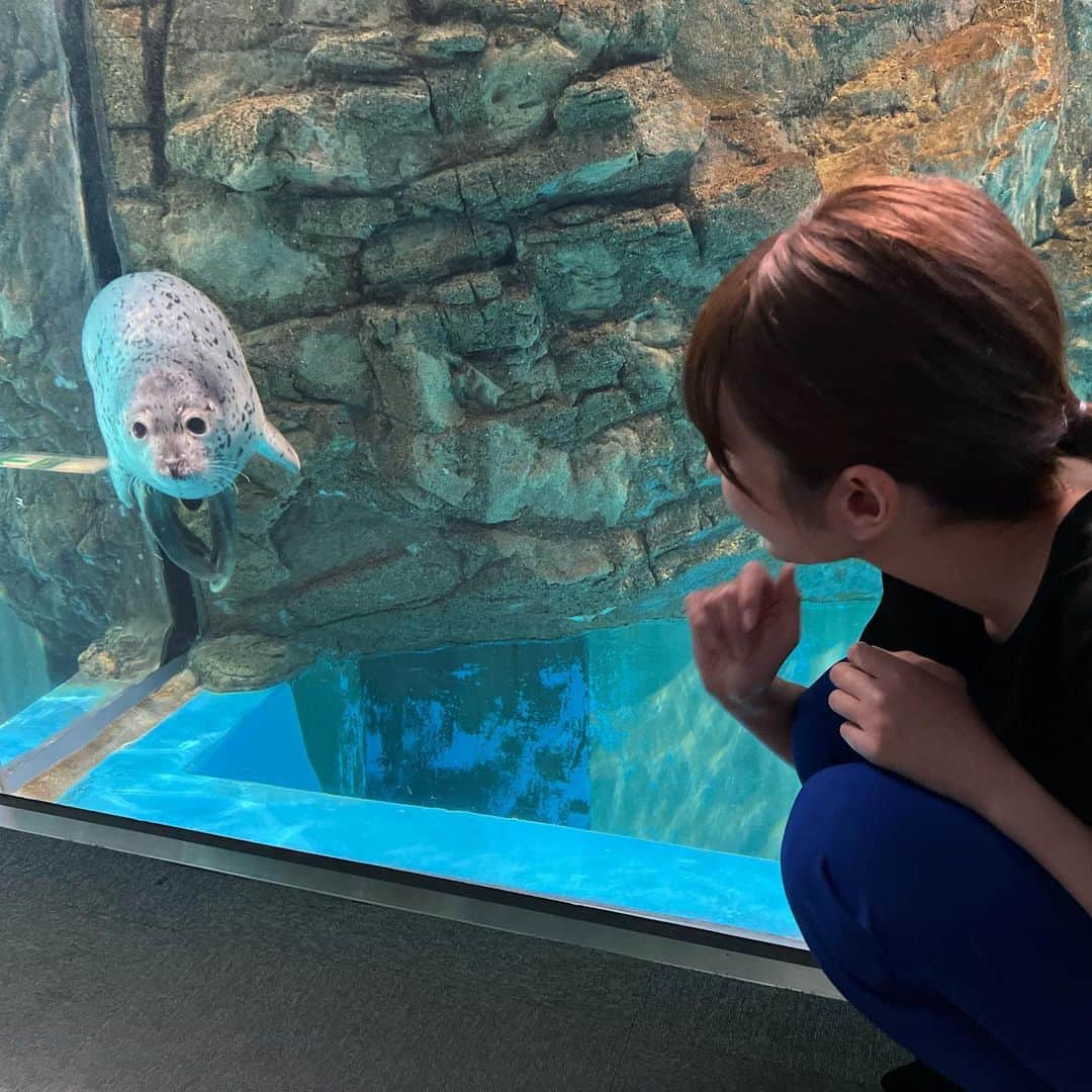 澤田愛美のインスタグラム：「.  今日は、 開館40周年を迎えた浅虫水族館へ！ 記念セレモニーの様子を取材しました🦭  5月に生まれた ゴマフアザラシとゼニガタアザラシの 赤ちゃんの命名式が行われたり、 新しくなったイルカパフォーマンスが披露されたり🐬  取材しながらたっぷりと癒されました🥺 あすの昼ニュースで放送予定です🙌  写真はセレモニーの後 アザラシたちがいるコーナーで撮りました🦭 .   #水族館 #浅虫水族館 #ゴマフアザラシ #イルカパフォーマンス #イルカ #青森朝日放送 #アナウンサー」