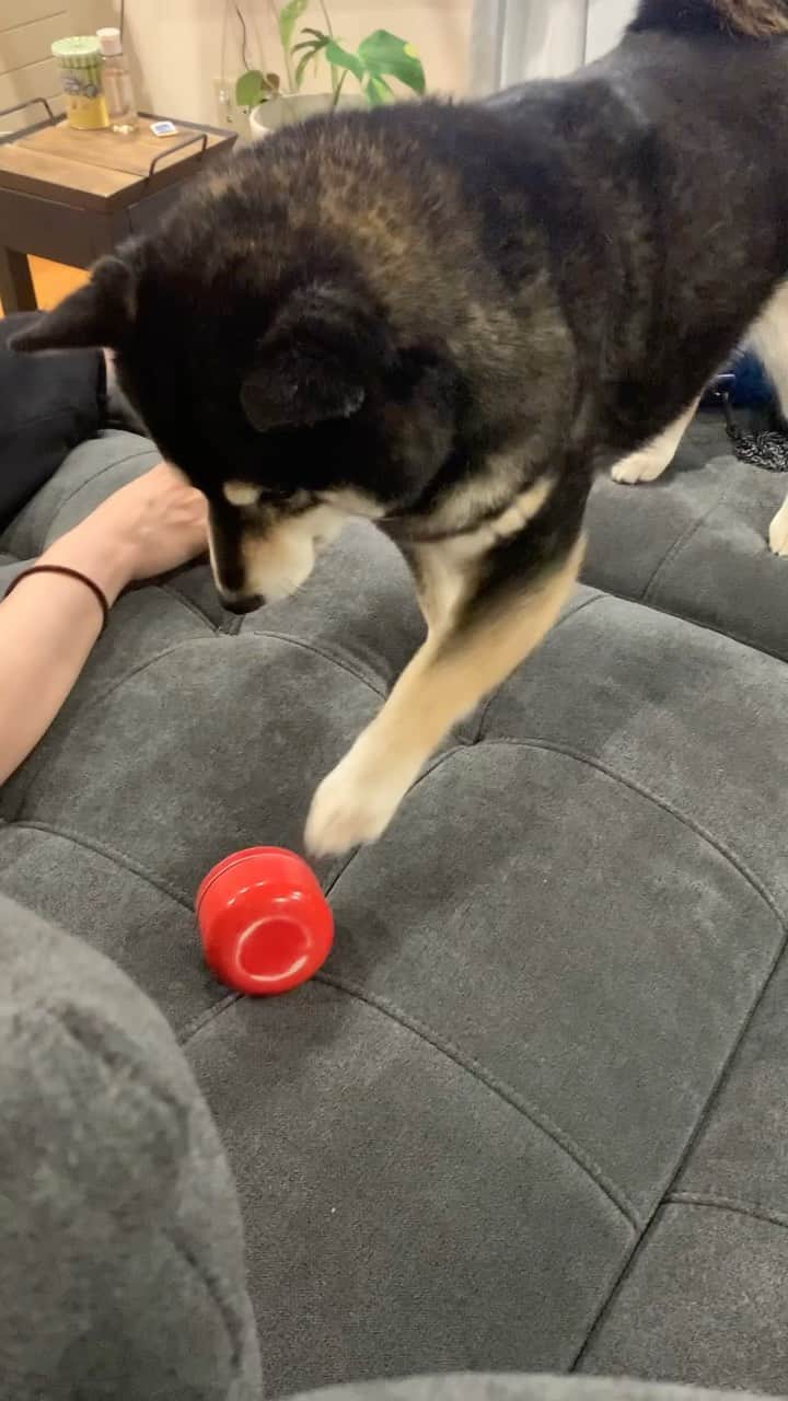 吾子のインスタグラム：「・ ・ ねえこれ食べたい🐶🩷 ・ うまうま入ってるやつ✨あこわん知ってる🐶✨ ・ ・ ・ でも閉める音が苦手🐶💦パチンって音🐶💦 ・ 怖いから優しく閉めてね🐶 ・ ・ ・ ・ ・ ・ ・ ・ #ちっこいなあ🐶 #もっと大きいのくれてもいいよ🐶🩷 #sapporo  ・ 北海道の柴犬 #柴北会 の皆ワン🐶暑い日は水いっぱい飲もう〜🐶✨ ・ #adorable #instadog#shibainu#dog#柴犬ライフ #instashiba#柴犬マニア #9gag #barked #kuroshiba#socute #cutedog#いぬのきもち #黒柴 #dogstagram_japan」