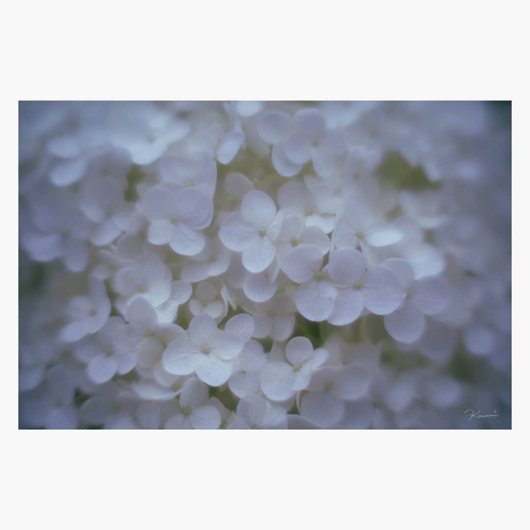 花澄さんのインスタグラム写真 - (花澄Instagram)「あちこちに アナベルが咲いてて とてもかわいい。  macro switar 26mm f1.1 lumix gh5   #tokyo#japan#switar#macroswitar#macroswitar26mm#oldlens#cinelens#オールドレンズ#シネレンズ#oldlens_tokyo#花澄#kazumiphotography#gh5#lumixgh5」7月23日 21時26分 - textisan