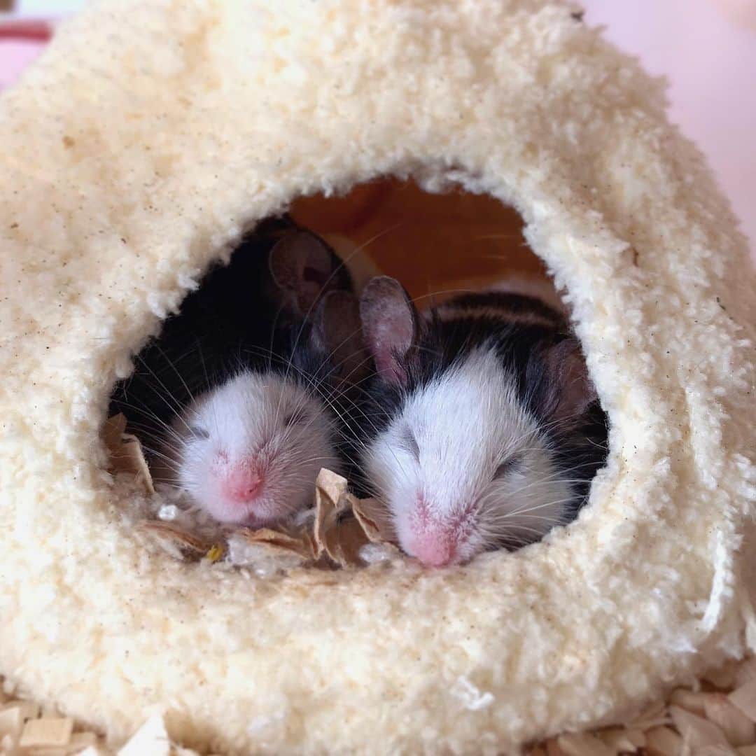 hamster_mocoさんのインスタグラム写真 - (hamster_mocoInstagram)「🐼🐼🐼 Sake.Tsuna.Ume🌈  #パンダマウスおにぎり三姉妹   小さい三角おにぎりみたいな3匹がくっついて一緒に寝ている姿にハートを射抜かれてお迎えした「サケ･ツナ･ウメ」のパンダマウスおにぎり三姉妹🐼🍙🐼  初めてのマウス飼育でしたが、ハムスターとは随分性格が違い、小さいのにとても頭が良くて3匹どんな時も仲良く、可愛くて優しい女の子達でした🥰  今は3匹同じ骨壷に入って眠りについています😌🐼🐼🐼🌈  まるっと小動物展in名古屋、本日最終日でした🙌🏼ご来場、そしてグッズのお迎えありがとうございました🙇🏻‍♀️💓 まるっと小動物展で販売していたグッズは、準備が整い次第ネット販売を予定しております🐹✨ 販売の際には、またお知らせさせて頂きますね☺️よろしくお願いいたします❣️ 2023.7.23 ✼••┈┈••✼••┈┈••✼••┈┈••✼••┈┈••✼ #パンダマウスおにぎり三姉妹#パンダマウス#パンダマウス向上委員会#パンダマウスのいる生活#ネズミ#ふわもこ部 #モフモフ#ペット#小動物 #mouse#pandamouse#happy_pets#PET_OF_OUR_WORLD#igersjp#ig_japan#instapet#weeklyfluff#kawaii#cute#팬다무스」7月23日 21時52分 - asahi.fl