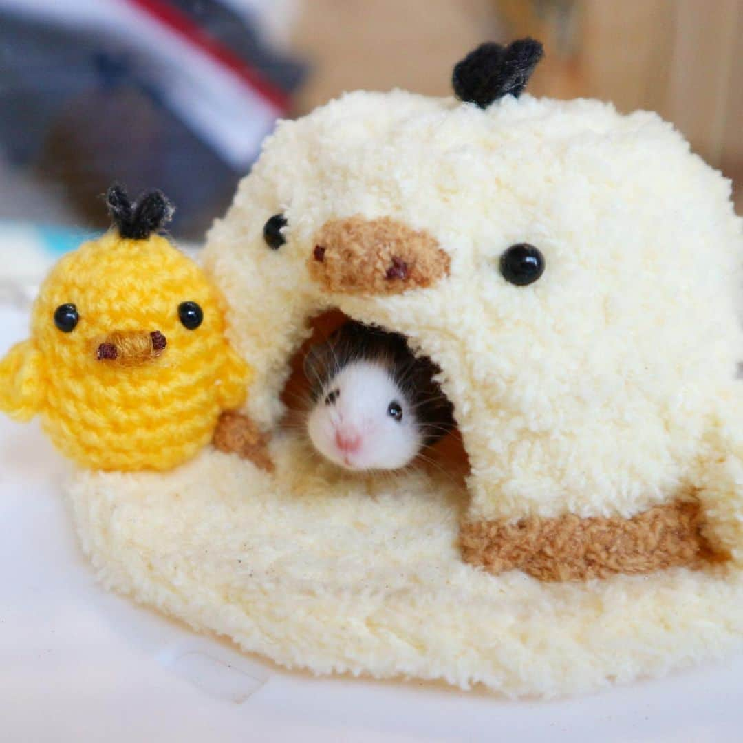 hamster_mocoのインスタグラム