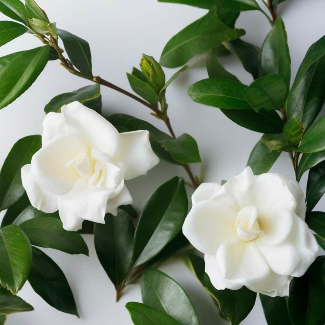 のインスタグラム：「A timeless flower that embodies grace, beauty, and femininity, gardenia’s velvety petals release a delicate yet intoxicating aroma that will transport you to a floral paradise you won't want to leave.⁠ ⁠ If you love gardenias, our best-selling fragrance, Florence and our Feu de Touch candle showcase the mesmerizing key note of gardenia. ⁠ ⁠ #TOCCA #LoveYourself⁠ _⁠ #TOCCAbeauty #TOCCAperfume #TOCCAFragrance #fragrance #eaudeparfum #perfume #pretty #perfumery #finefragrance #timelessbeauty #european #handcraftedbeauty #adventure #beauty #perfumenotes #keynotes #floral #flowers #gardenia #gardenias」
