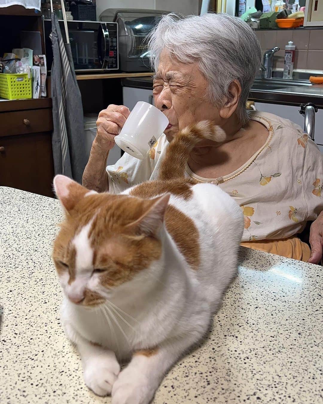 Kachimo Yoshimatsuのインスタグラム：「バーバが歯を磨いて居たら、 おいちゃんが、 しっぽで ピシッと  #うちの猫ら #猫 #oinari #バーバ #バーバと猫 #ねこ #ニャンスタグラム #にゃんすたぐらむ #ねこのきもち #cat #ネコ #catstagram #ネコ部 http://kachimo.exblog.jp」