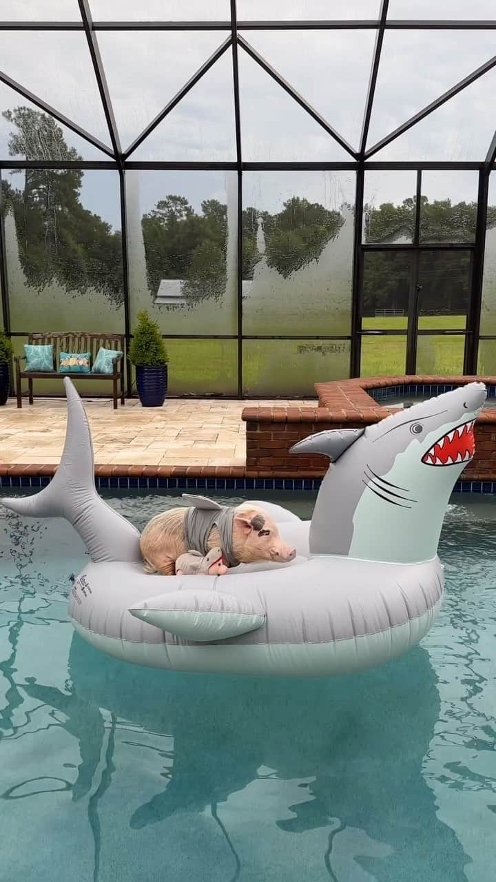 Priscilla and Poppletonのインスタグラム：「Floating into #SharkWeek like…Pop is ready! He’s got his mini-me Poppleshark, and can’t wait to celebrate his favorite week of the year. The whole family is ready! We hope to see you sharing some of your adventures this week with your Poppleshark plush, too. Tag us, so we can share them, too. LET’S GO!🐷🦈💦 #Poppleshark #Discovery #GoFloats #PrissyandPop」