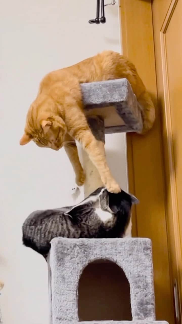 のインスタグラム：「なんと来週の放送で、愛ちゃんと保護猫・ゆめみの預かり生活が最終回となります✨😿✨  沢山の時間と愛情をかけ、 ゆめみとずっと向き合ってきた愛ちゃんの姿を、 最後まで是非見守って下さい！！！  #嗚呼みんなの動物園 #ヨネダ2000 #愛ちゃん #預かりボランティア #保護猫 #にゃんすたぐらむ」