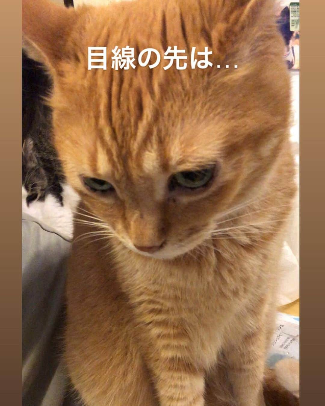 marimon0703__のインスタグラム：「きなちゃんの目線の先は… ぼちゅ😺  私の膝の上にいるのをじーっと見てます。  普段から私がぼちゅを甘やかしているから気に入らないみたいですね。笑  #いじけ虫きなこ🐱  #保護猫ボス🐱 #cat#catstagram #instacat #catsofinstagram #catoftheday #lovecats #instagramcats #instagram #kitty #cat_features #ilovemycat#cutepetclub #ぺこねこ部#ふわもこ部#ねこのきもち #猫#ねこ#保護猫#元保護猫#保護猫を家族に  #保護猫と暮らす#保護猫を家族に #茶トラ#ちゃとら猫#茶トラ女子部」