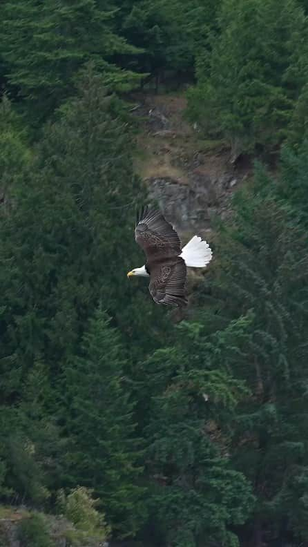 Padgramのインスタグラム：「Have you ever seen an eagle catch a fish and then swallow it in mid air? Unbelievable!!  Credits 🎥@mark.smith.photography   #pgdaily #pgstar#pgcounty #animalplanet #planetgo#planet #planetearth #amazing #awesome #nature #animalonplanet #eagle」