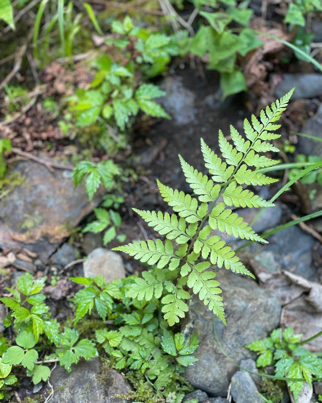 関口愛美さんのインスタグラム写真 - (関口愛美Instagram)「Touching nature, touching the digital world.  #山梨 #勝沼 #大滝不動尊 #滝 #シダ #日本シダの会 #野外観察会 #yamanashi #fern #シダ植物」7月23日 23時30分 - sekiguchiaimi