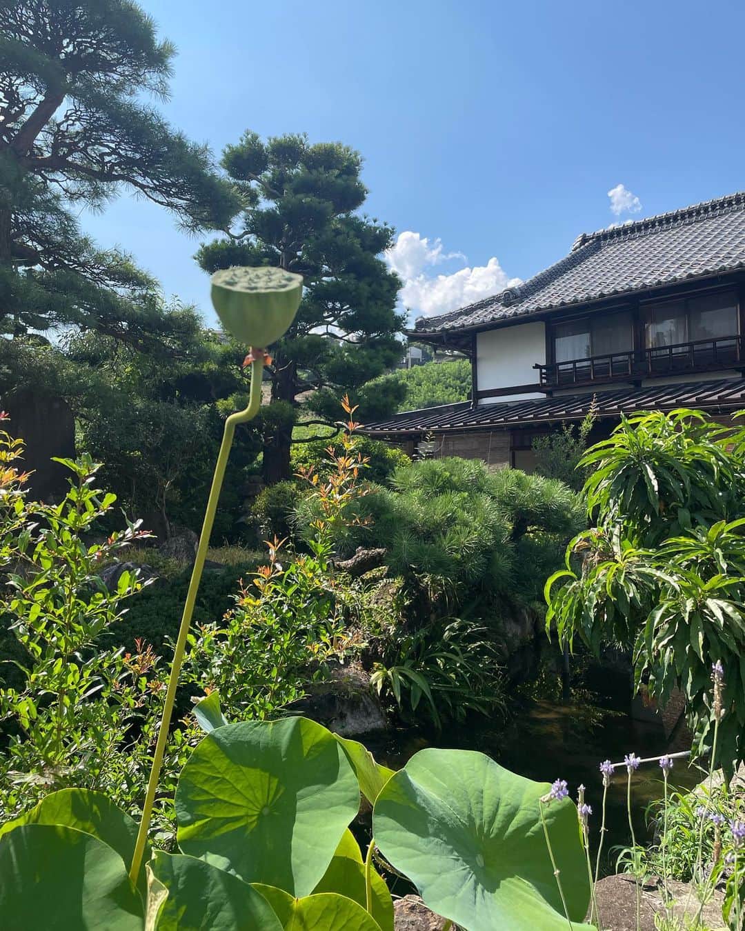 関口愛美さんのインスタグラム写真 - (関口愛美Instagram)「Touching nature, touching the digital world.  #山梨 #勝沼 #大滝不動尊 #滝 #シダ #日本シダの会 #野外観察会 #yamanashi #fern #シダ植物」7月23日 23時30分 - sekiguchiaimi