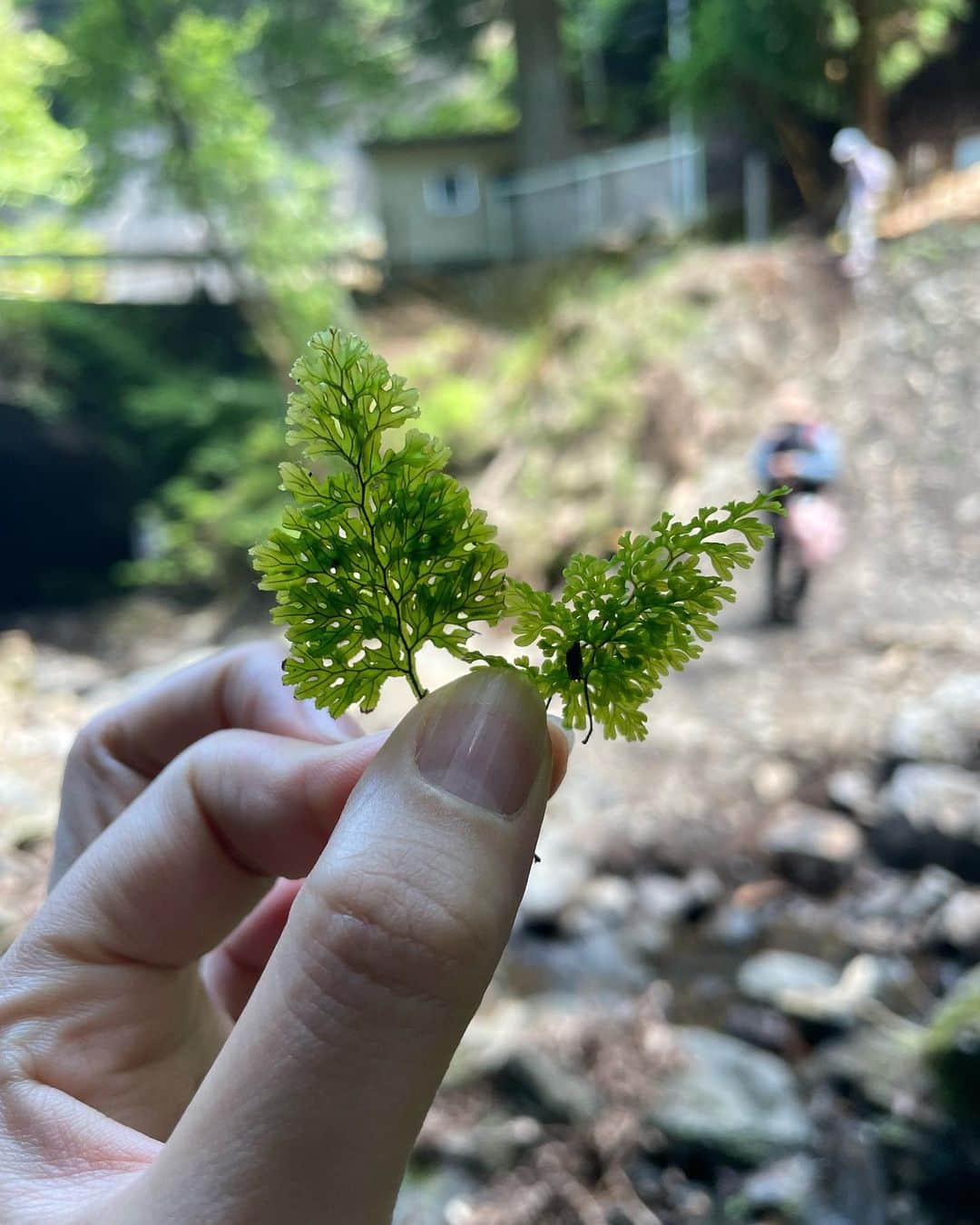 関口愛美さんのインスタグラム写真 - (関口愛美Instagram)「Touching nature, touching the digital world.  #山梨 #勝沼 #大滝不動尊 #滝 #シダ #日本シダの会 #野外観察会 #yamanashi #fern #シダ植物」7月23日 23時30分 - sekiguchiaimi