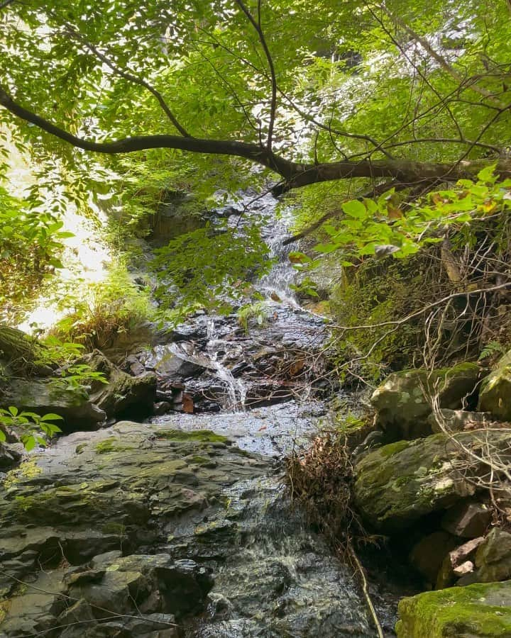 関口愛美のインスタグラム：「Touching nature, touching the digital world.  #山梨 #勝沼 #大滝不動尊 #滝 #シダ #日本シダの会 #野外観察会 #yamanashi #fern #シダ植物」