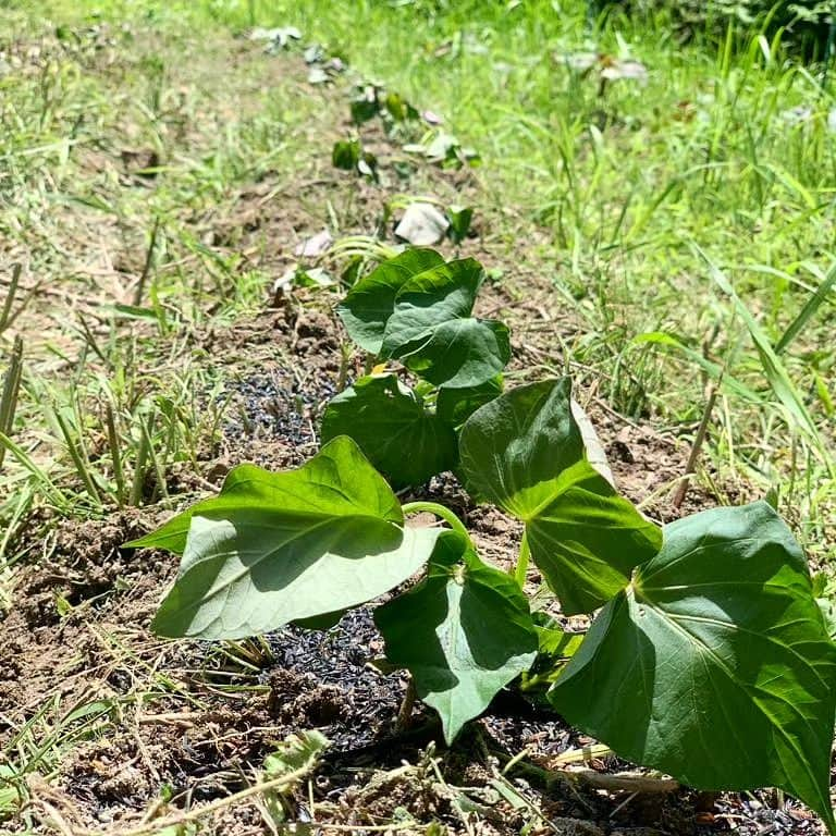 市場紗蓮さんのインスタグラム写真 - (市場紗蓮Instagram)「北海道に10日くらいキャンプしに行ってきて、たくさん載せたい写真があるんだけど、見返してると載せたい写真がどんどんでてきてキリがなくなってきた🤣🤣これはさつまいもの植え付け第二弾した日に撮ってもらった写真。5月だよ、、、🌝　このさつまいもで離乳食できるかなあ。動物対策が鍵です、、、🫥🫥🫥」7月23日 23時30分 - sharendayo