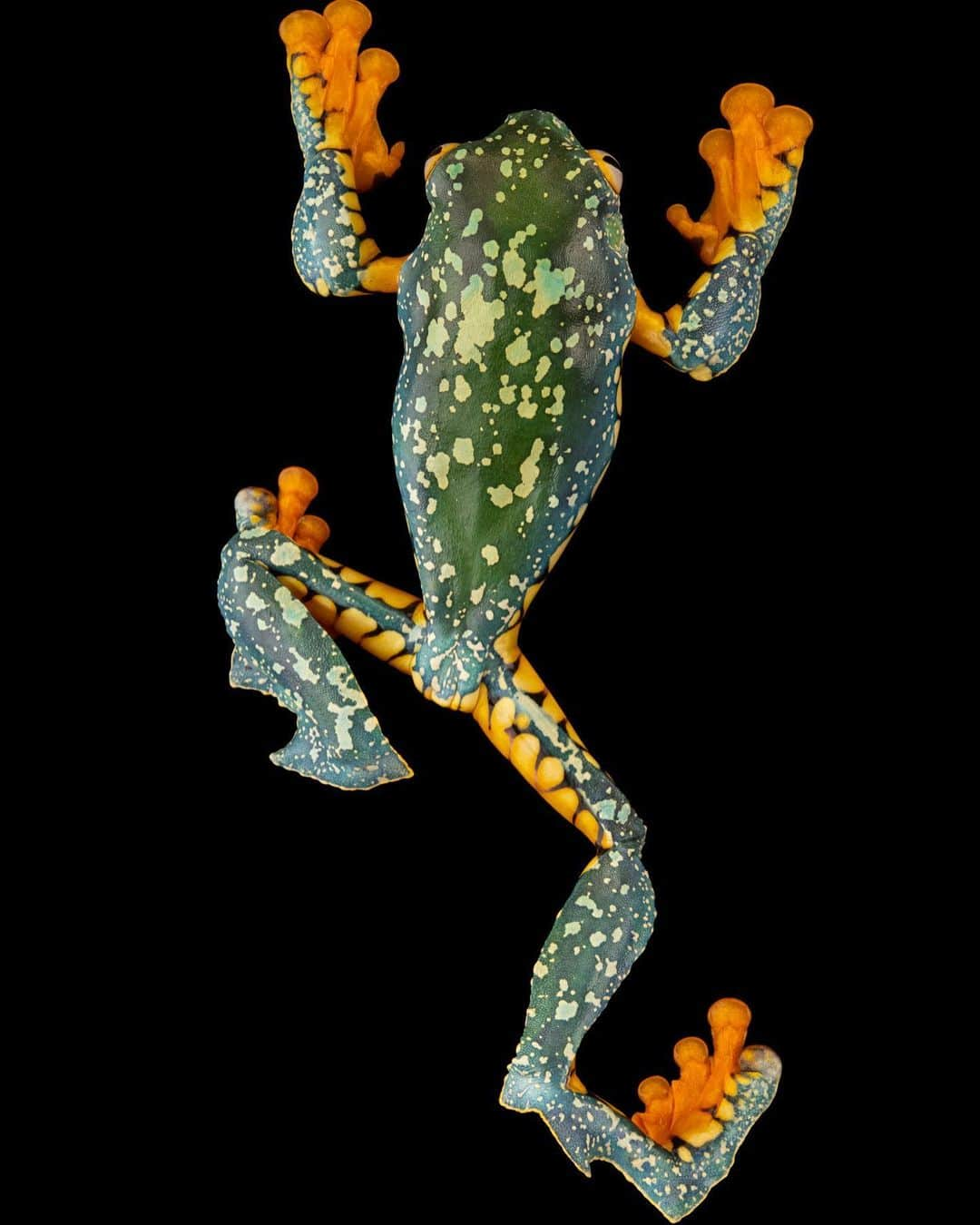 Joel Sartoreさんのインスタグラム写真 - (Joel SartoreInstagram)「This speckled beauty is an Amazonian monkey frog I photographed @centrojambatu. The distinctive fringe on this species’ legs is a form of camouflage, breaking up the outline of the frog so it looks like part of a leaf or lichen growing on a tree. Little is known about how this species behaves in the wild, but we do know that they have evolved to breed in small cups of water that form in the hollows of trees, allowing them to stay high up in the forest canopy while other frogs must venture to the forest floor in search of pools and streams.   #frog #amphibian #animal #wildlife #photography #animalphotography #studioportrait #PhotoArk @insidenatgeo」7月23日 23時40分 - joelsartore