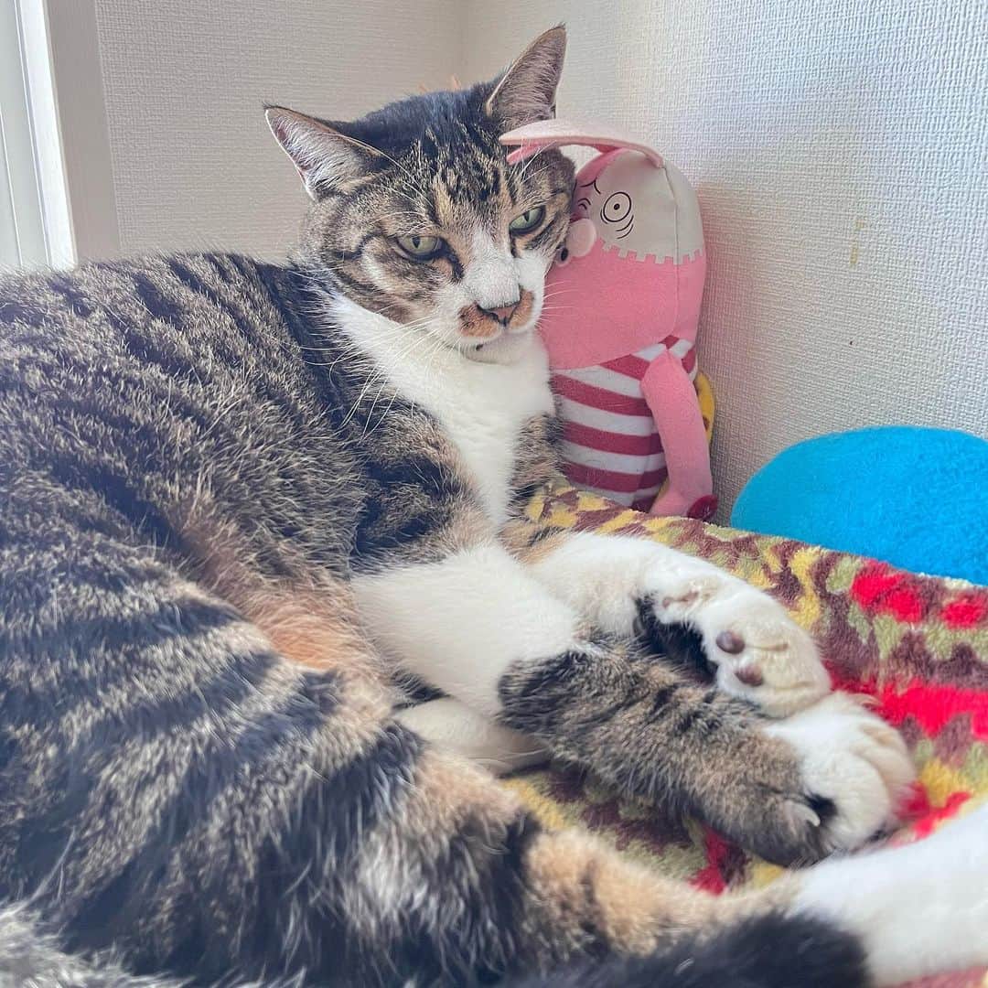 meekooのインスタグラム：「シマシマ同士でなにヒソヒソ話してるのさ？ #さては悪口 #おとさんの(༓∀༓)」