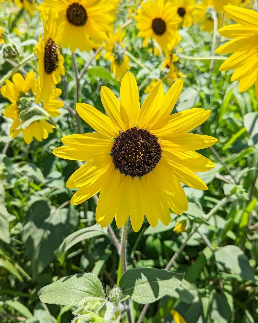 良田麻美のインスタグラム：「暑中お見舞申し上げます🙇‍♀️🍉🌻  熱い…本当に殺人的な暑さと言ってもおかしくない😭💦  外でも沢山遊びたいけど、本当に子供は体温も高いし、地面から近いし、色々心配になってしまう😭💦  でも、少しでも夏らしい事を思って頑張ってしまうし😭💦  難しいですね。  ひまわり🌻もきれいに咲き始めてますね！！  パパと久しぶりにまたお出かけ出来て、魚釣り🎣ゲームやら、水族館やら😄✨  楽しい週末でした。  でも、大人もそうですが、子供もなのかな🤔😮‍💨  食があまり進まない時もね。  朝とか少し変えてお弁当箱🍱にいれてあげたら、少しだけおにぎり食べてくれた😖💦  最近、夜も炭水化物中々進まず… ちょっと心配です〜。  私も旦那も大食いなので、息子にも遺伝して欲しいわ〜😖💦  さ、今週も頑張ってこ💪✨  #子育て奮闘記  #一歳児男子 #夏バテ  #ひまわり畑🌻 #水族館  #暑中お見舞申し上げます🙇‍♀️🍉」