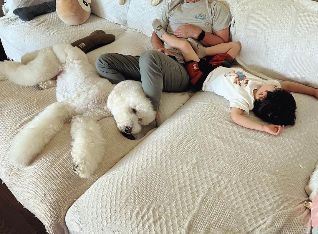 たまねぎさんのインスタグラム写真 - (たまねぎInstagram)「. . くっそー！ 羨ましいぞ！  それにしてもむーむの寝相🤣  #standardpoodle #スタンダードプードル #poodle #いぬのいる生活 #大型犬 #犬と暮らす #いぬなしでは生きていけません  #フランソワ王国出身  #大型犬との暮らし #大型犬と子ども」7月24日 9時37分 - tamanegi.qoo.riku