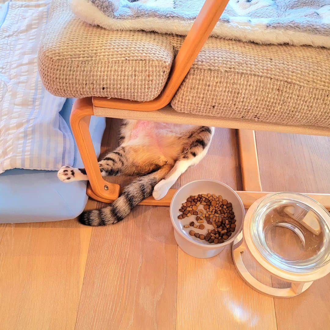 のインスタグラム：「飯食って気持ちよくバタン寝したおっさんチョロ⁡⁡ ⁡⁡ ⁡⁡ ⁡マイ・フェア・レディとは·····⁡ ⁡ ⁡⁡ ⁡⁡ ⁡#teko家卒猫 #下半身不随猫三太 #下半身不随猫チョロ #サンチョロ #哀れなリスナーにサンチョロの祝福を #下半身不随猫 #下半身不随猫と暮らす #圧迫排尿猫 #圧迫排尿  #cat #rescuecat #ねこ #保護猫 #負傷猫 #熊本市動物愛護センター出身 #teko家の犬猫たち#花の木シェルター」