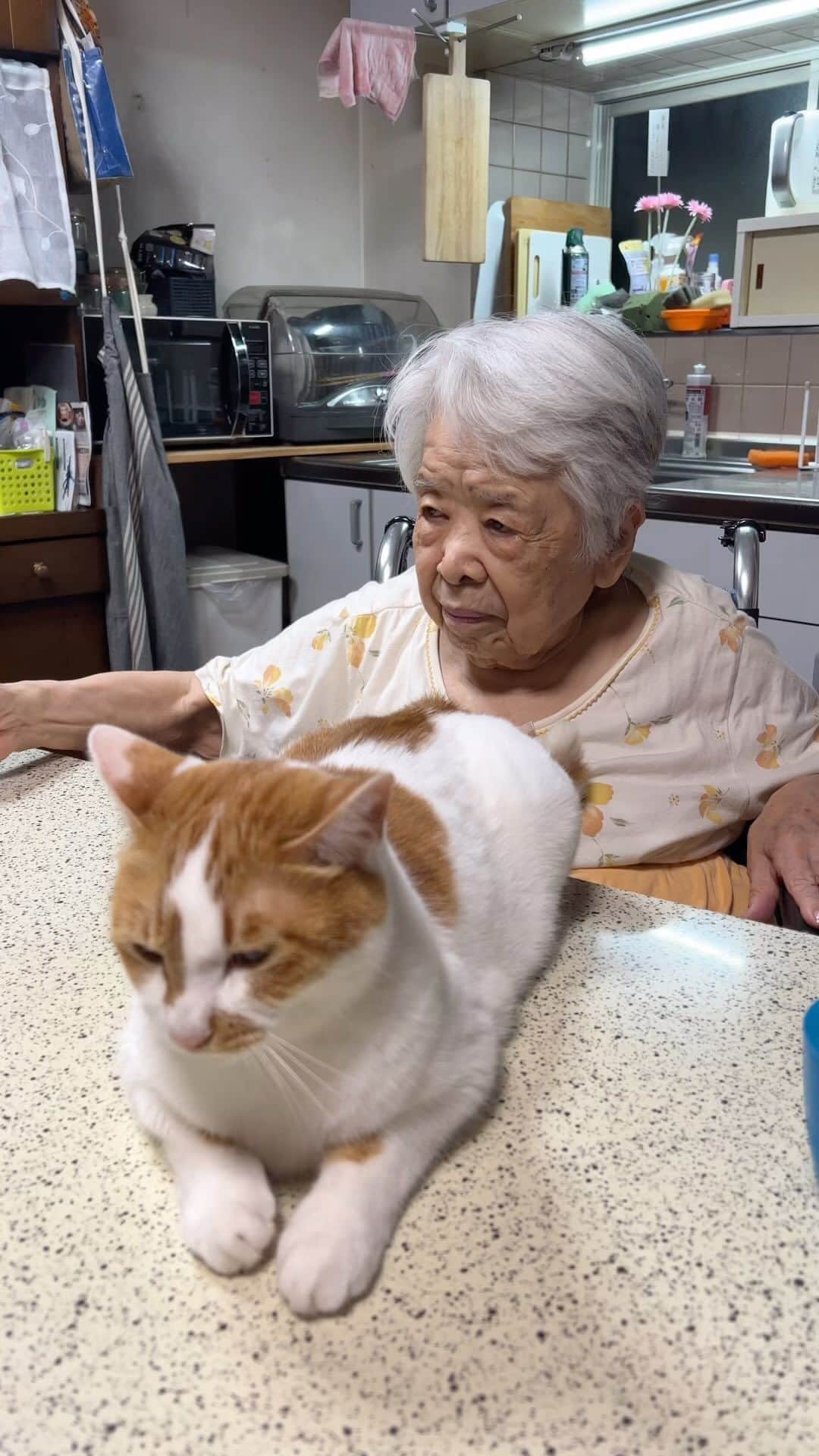 Kachimo Yoshimatsuのインスタグラム：「バーバにペシっ！ #うちの猫ら #猫 #oinari #バーバ #バーバと猫 #ねこ #ニャンスタグラム #にゃんすたぐらむ #ねこのきもち #cat #ネコ #catstagram #ネコ部 http://kachimo.exblog.jp」