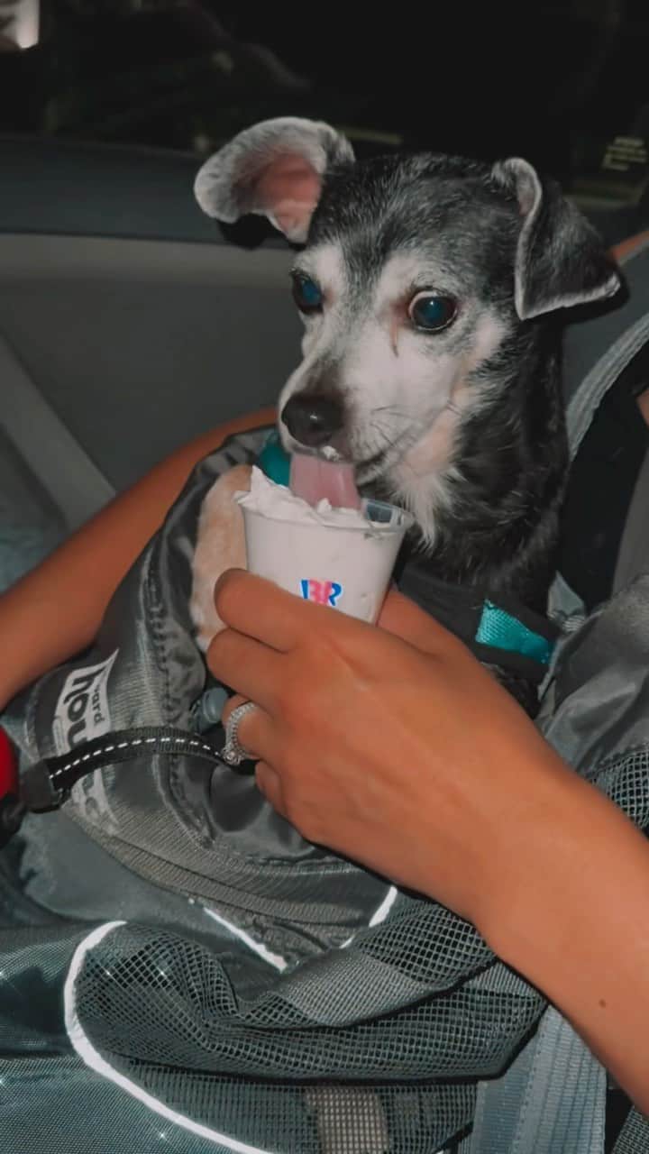 ジョシュア・デイビット・エバンスのインスタグラム：「Yesterday he was such a good boy and good boys deserve pup cups.   #pupcup #goodboy #Shadow」