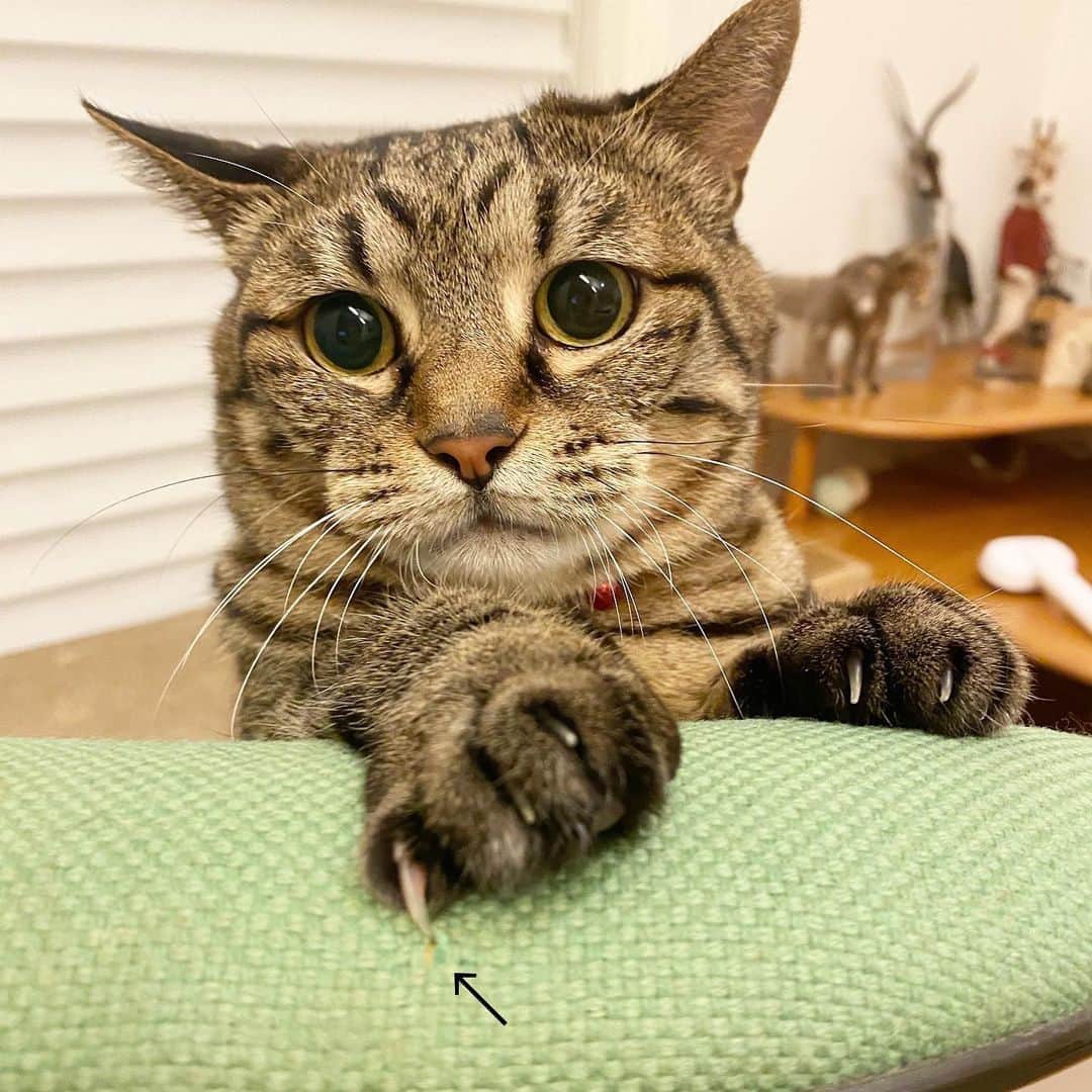 中野明海さんのインスタグラム写真 - (中野明海Instagram)「#箱猫メメ　！ 椅子のところで遊んでいたら ピンチ！ 伸びてた爪が引っ掛かかって大慌て🤣😂😅  「わっ、どうしよ」  って顔してます🤣  誰の事も引っかかないので針みたいに爪が伸びても切り忘れちゃうメメ。  この後すぐに爪切りました👍🏻😽  #保護猫  #キャットフード以外に興味なし #野良では生きれないタイプ😭」7月24日 1時48分 - akeminakano__official