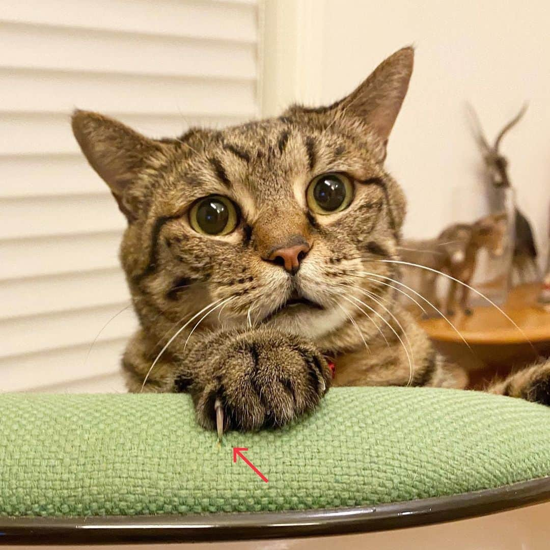 中野明海のインスタグラム：「#箱猫メメ　！ 椅子のところで遊んでいたら ピンチ！ 伸びてた爪が引っ掛かかって大慌て🤣😂😅  「わっ、どうしよ」  って顔してます🤣  誰の事も引っかかないので針みたいに爪が伸びても切り忘れちゃうメメ。  この後すぐに爪切りました👍🏻😽  #保護猫  #キャットフード以外に興味なし #野良では生きれないタイプ😭」