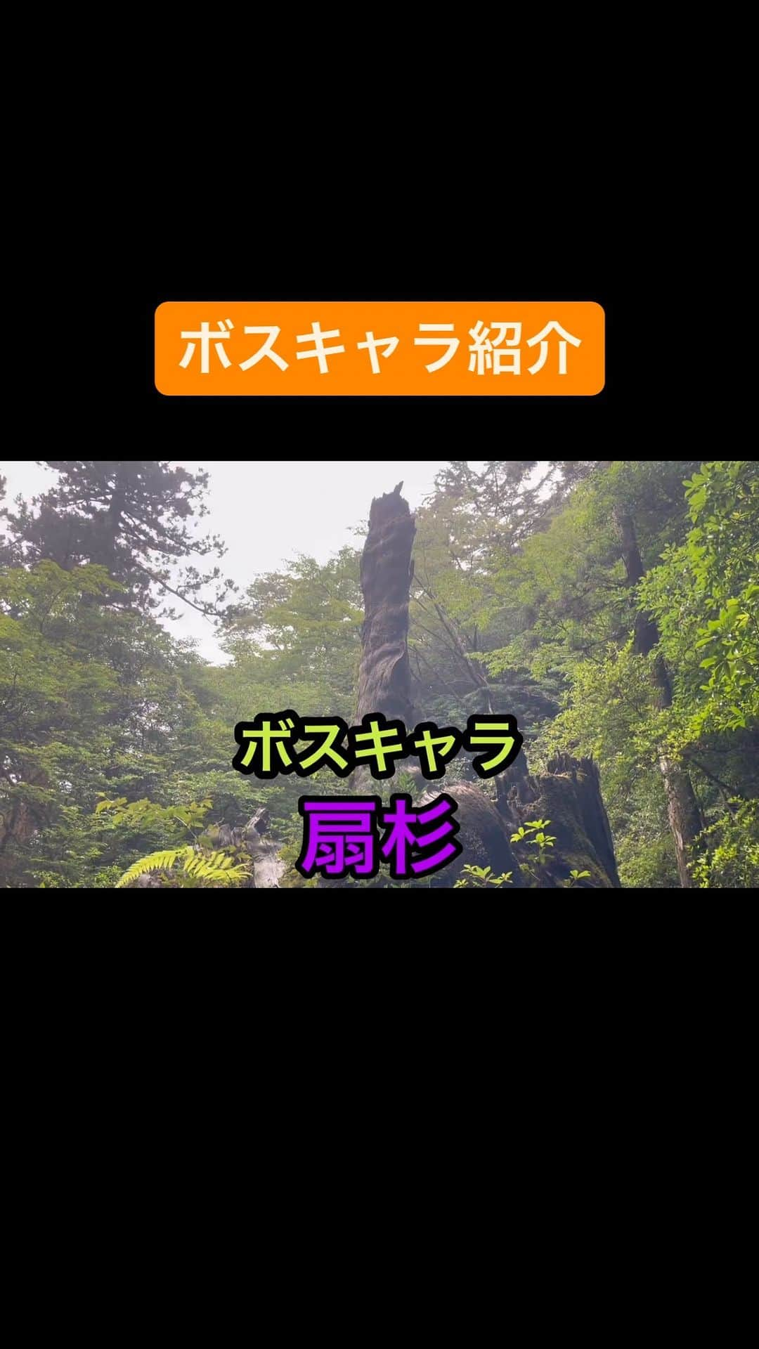 けんじるのインスタグラム：「屋久島のボスキャラ紹介  扇杉 ウィルソン株 大王杉  #縄文杉 #屋久島 #薬師丸ひろ子 #世界遺産 #芸人 #27時間テレビの裏 #アウトドア芸人」