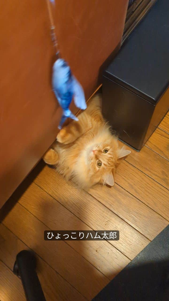 岡田屋鉄蔵のインスタグラム