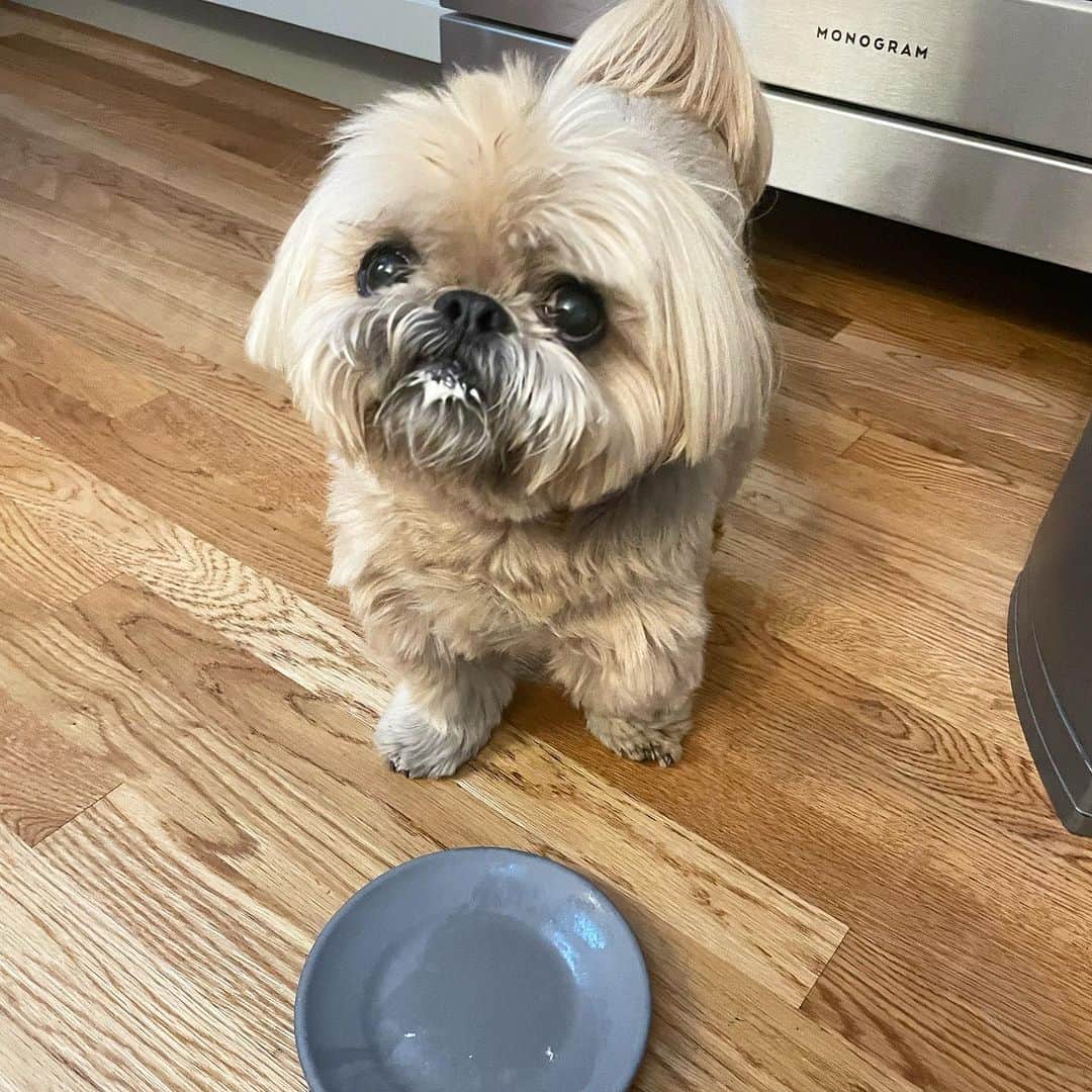 Dougie the Shih Tzuのインスタグラム：「Still loves whipped crème.」