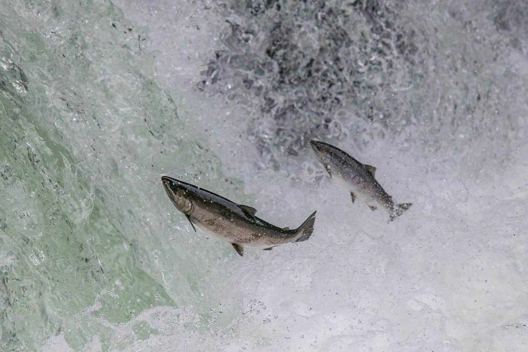 日本の国立公園のインスタグラム：「Salmon spectacular in Shiretoko National Park! 🐟🌊  Shiretoko National Park is a remote peninsula in the northeast corner of Hokkaido and serves as the backdrop for a fin-tastic adventure each year with the annual salmon run, when determined salmon return to their natal rivers after maturing in the open sea. 🐠💦  The rivers in Shiretoko become bustling racecourses as cherry salmon kick off the action in June. Then, the pink salmon join the chase beginning in late July after spending a whole winter in the sea. Finally, the grand finale arrives in September when the mighty chum salmon make their triumphant entrance, showcasing their strength and determination. 🍒💗  Position yourself along the rushing rivers and on bridges overhead to capture this extraordinary spectacle. Hear the splashes and feel the excitement as these remarkable fish battle their way upstream, risking their lives to return home. It's a true test of survival and a migration vital to the peninsula’s ecosystem. 😲✨  Join us in celebrating this incredible event in Shiretoko National Park with a 🐟  📍 Shiretoko National Park, Hokkaido  📸 A salmon climbing a waterfall  #NationalParksJP #ShiretokoNationalPark #Salmon #SalmonRun #FishFrenzy #Trout #AmazingSights #Hokkaido #PinkSalmon #CherrySalmon #ChumSalmon #Japan #Travel #Tourism #ExploreJapan #DiscoverJapan #VisitJapan #日本 #国立公園」