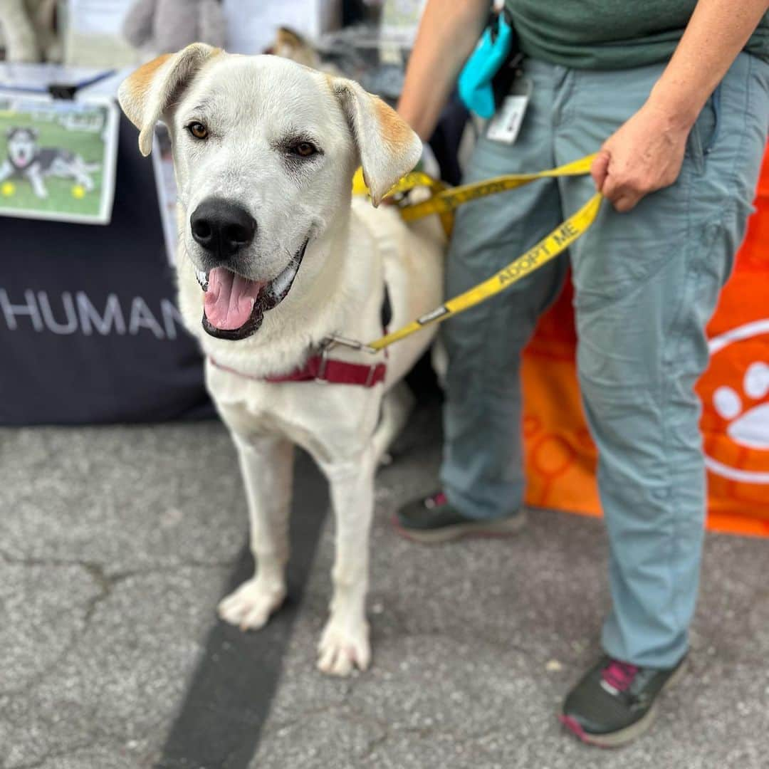 Subaru of Americaさんのインスタグラム写真 - (Subaru of AmericaInstagram)「Zach, Tex, and Beatrice would love to be your new #subiepup. Talk to the folks @pasadenahumane here at @subiefest California about adoption!   PS- They have kittens, too. #SubaruLovesPets」7月24日 4時30分 - subaru_usa