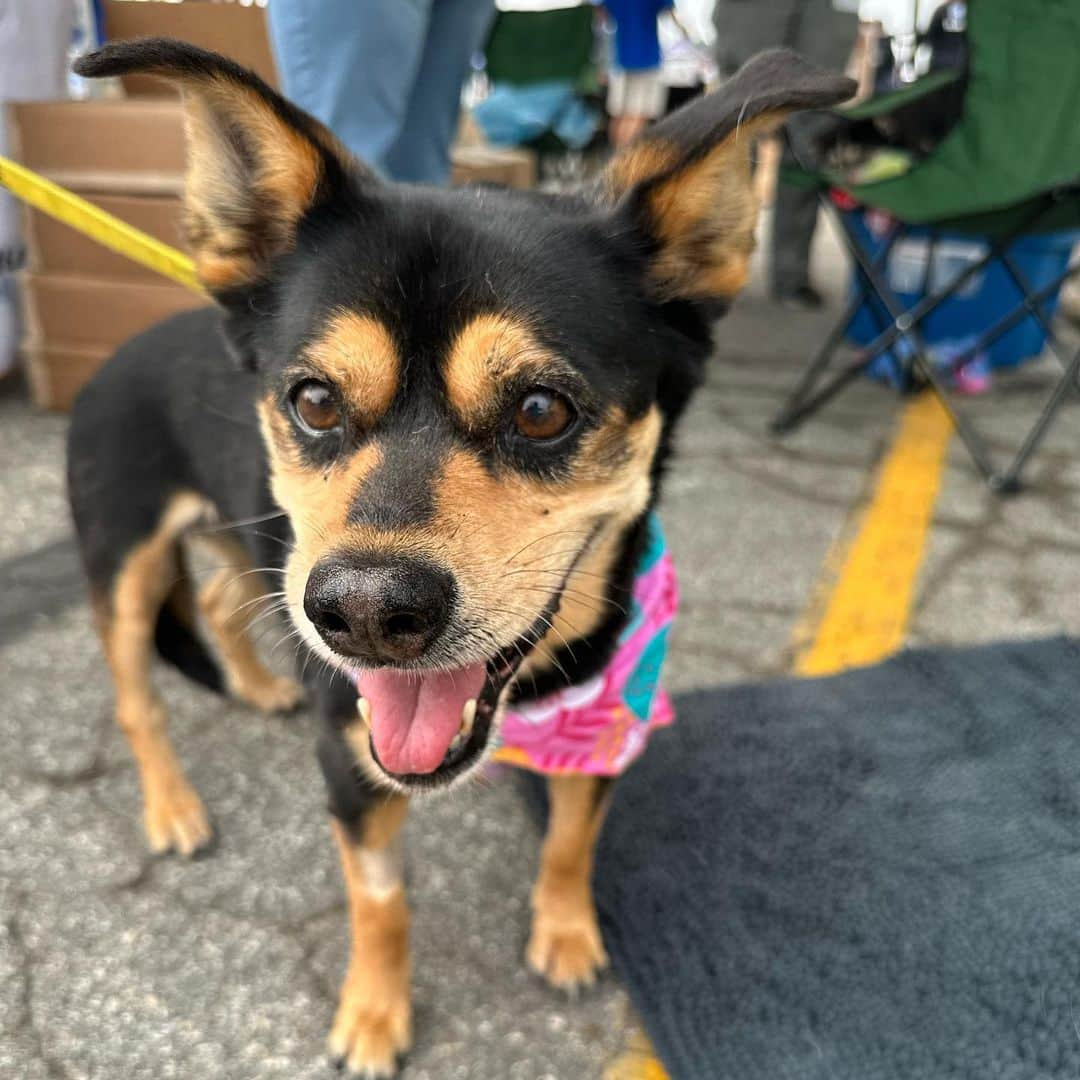 Subaru of Americaさんのインスタグラム写真 - (Subaru of AmericaInstagram)「Zach, Tex, and Beatrice would love to be your new #subiepup. Talk to the folks @pasadenahumane here at @subiefest California about adoption!   PS- They have kittens, too. #SubaruLovesPets」7月24日 4時30分 - subaru_usa