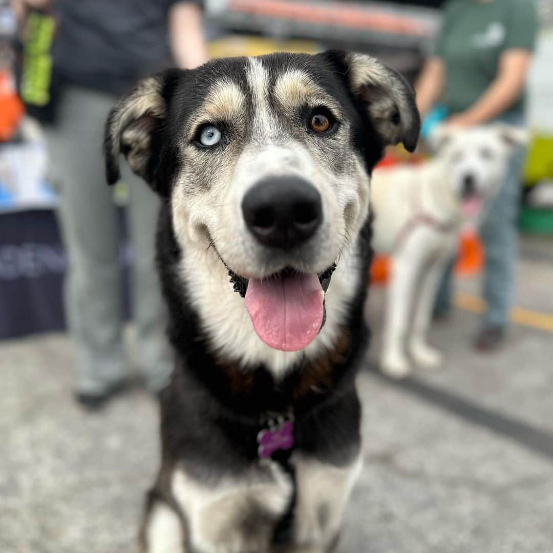 Subaru of Americaさんのインスタグラム写真 - (Subaru of AmericaInstagram)「Zach, Tex, and Beatrice would love to be your new #subiepup. Talk to the folks @pasadenahumane here at @subiefest California about adoption!   PS- They have kittens, too. #SubaruLovesPets」7月24日 4時30分 - subaru_usa