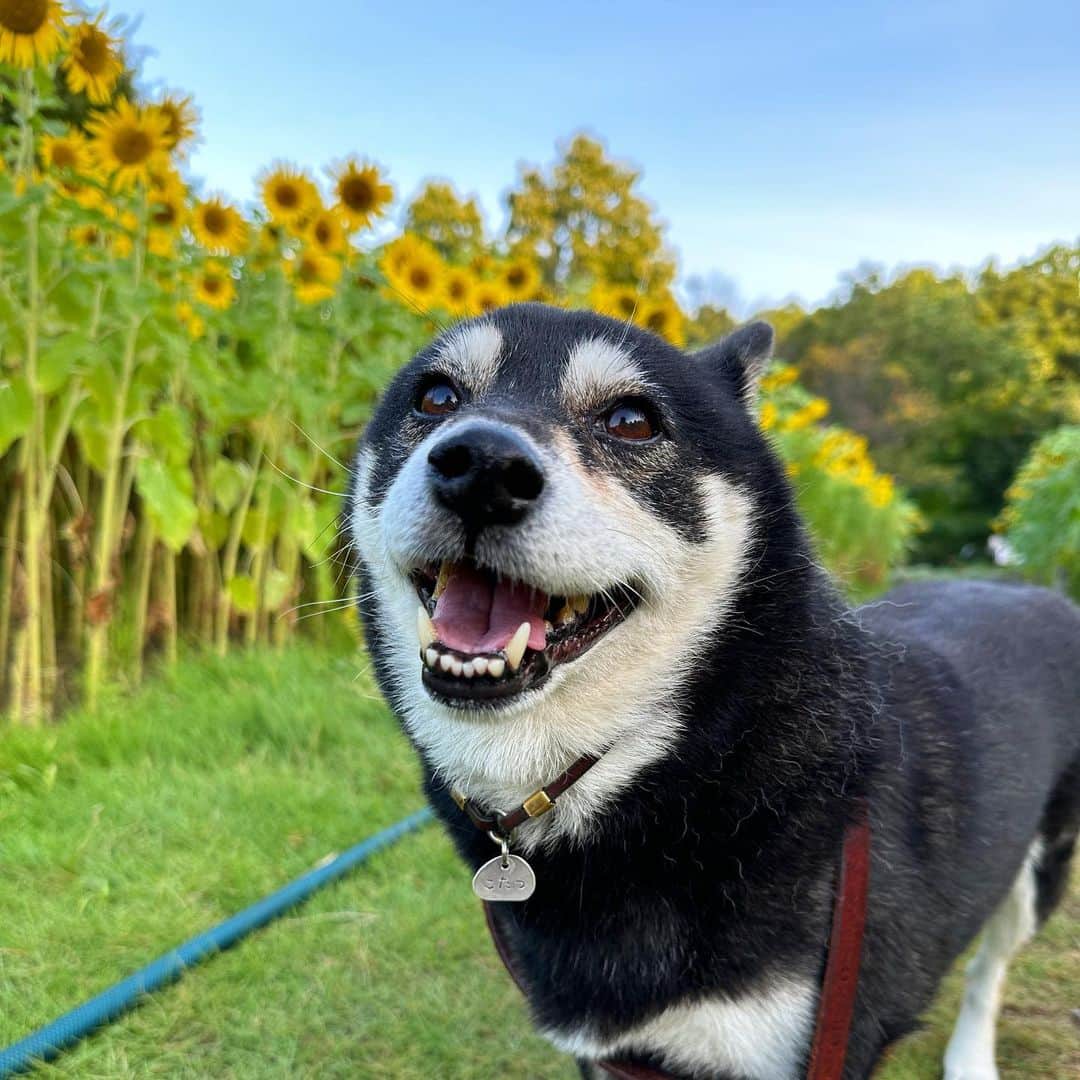 vo_coのインスタグラム：「🌻 月曜が始まるよ〜 早朝からひまわり愛でてきたよ 今週は個人的に大変な1週間だから気合い入れねば お互い頑張ろうね　 ＊ #shibastagram #instashiba #shiba #shibainu #黒柴 #柴犬」