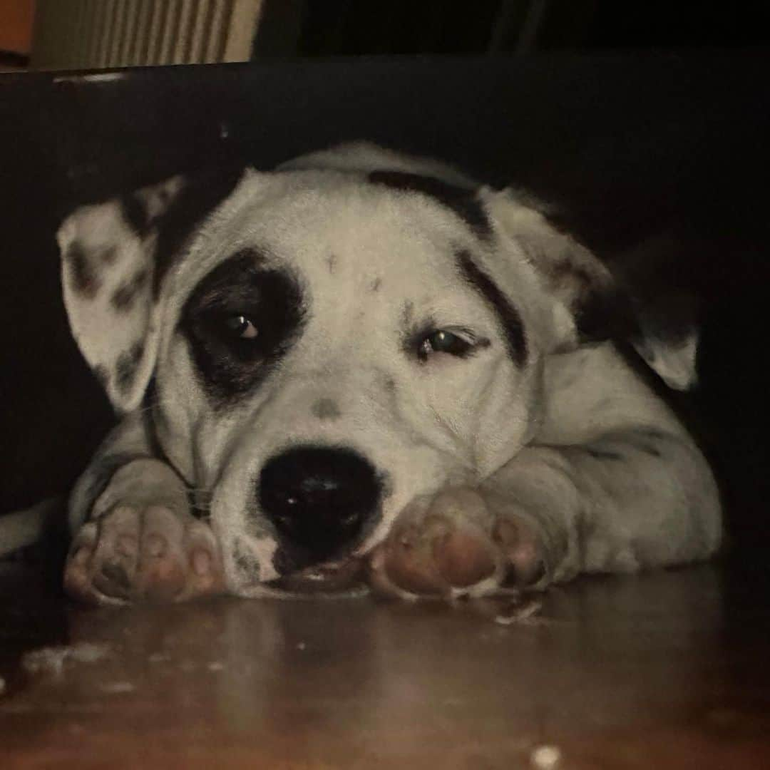 ビリー・アイリッシュさんのインスタグラム写真 - (ビリー・アイリッシュInstagram)「pepper. my life long best friend. i will see you again someday sweet girl. you made it 15 years you fucking beast. :’) i love you. rest easy mama, i’ll miss you forever.🫀this is a really hard day」7月24日 5時48分 - billieeilish