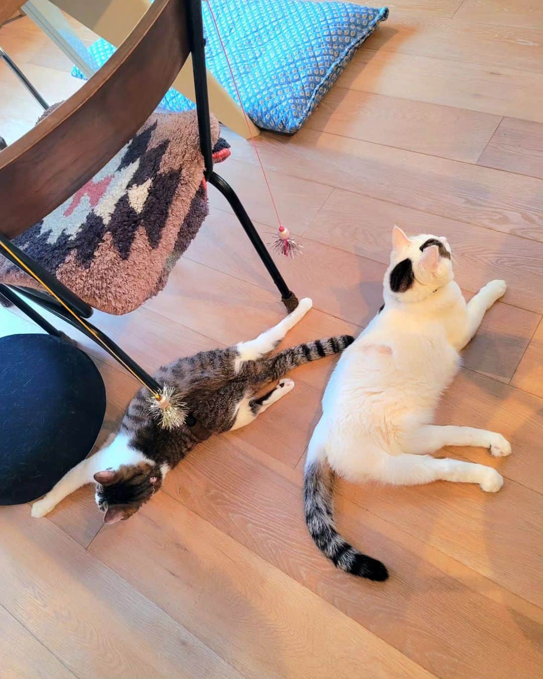 のインスタグラム：「⁡⁡お行儀がいいさんちゃんとおっさん女子 ⁡⁡ ⁡#teko家卒猫 #下半身不随猫三太 #下半身不随猫チョロ #サンチョロ #哀れなリスナーにサンチョロの祝福を #下半身不随猫 #下半身不随猫と暮らす #圧迫排尿猫 #圧迫排尿  #cat #rescuecat #ねこ #保護猫 #負傷猫 #熊本市動物愛護センター出身 #teko家の犬猫たち#花の木シェルター」