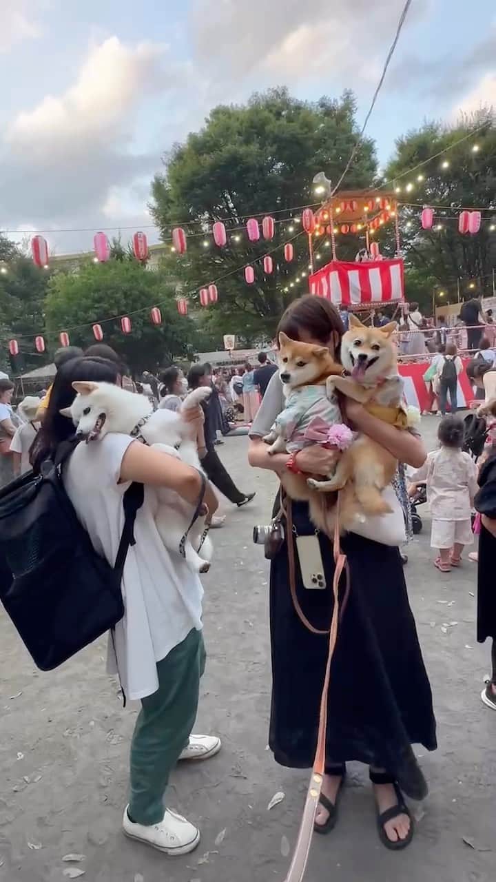 豆柴にこちゃんのインスタグラム：「🏮 おはよー オバQ音頭🎵  土曜は、みっちゃんママ&ラキぴょんちを お見送りがてら近所の盆踊り大会を 少しだけみてきたよ😆  にこたまはみっちゃんママに頂いた浴衣を着た❣️ たまは太鼓の音が怖かったみたい😂  コロナ明けで何年かぶりの開催だから 人がすごかったー😂 でもみんなと夏気分を味わえました👘  そして今回カメアシのパパたちが 1人もいなかったので撮影に苦戦😆  にこたまの浴衣おすわり動画だけ みんなとバイバイした後に撮影。 にこの顔が怒ってる‼️🤣  @mitsumame_shibasta @luckyyy.111  #柴犬#豆柴#mameshiba #shibastagram#japanphoto#shibainu#犬#shibainumania#犬のいる暮らし#shiba_snap#shibainupuppy#多頭飼い#dog#いぬすたぐらむ#puppy#dogstagram#instadog #doglover#pecoいぬ部#pecotv#いぬのきもち部#狗#子犬#barked#9gag#9gagpets#시바견」