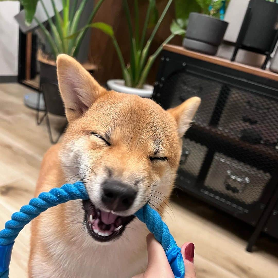 DAOKOのインスタグラム：「Hi. Hello everyone❤️  #柴犬　#柴犬のいる暮らし  #柴犬好きな人と繋がりたい  #柴犬大好き  #豆柴  #豆柴好きと繋がりたい  #豆柴のいる暮らし」