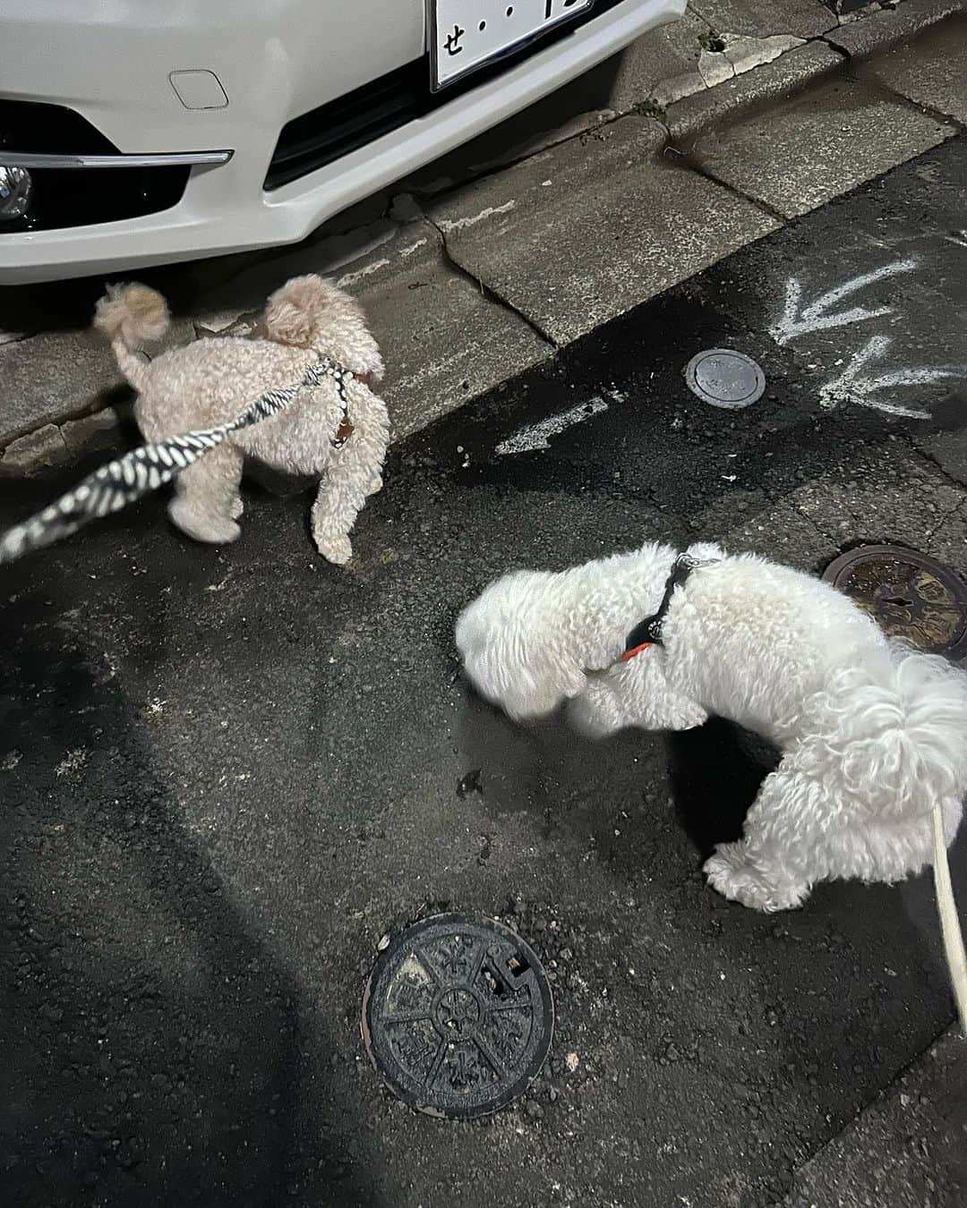 井上裕介さんのインスタグラム写真 - (井上裕介Instagram)「深夜のちょこぼん散歩。 楽しんでくれてるかなぁ？？  #ちょこ #ぼん #保護犬 #家族 #深夜 #散歩」7月24日 9時07分 - nonyusuke
