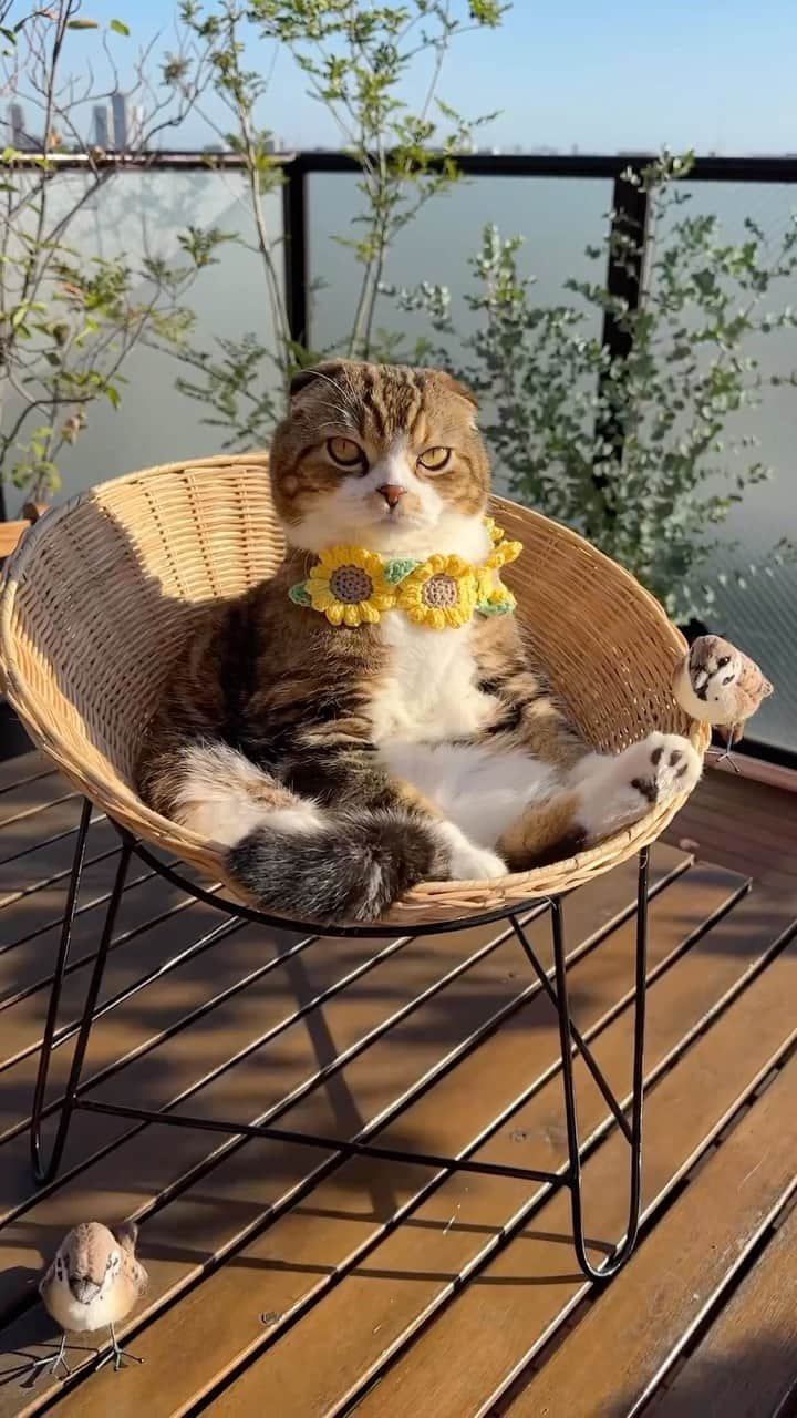 yayoi89のインスタグラム：「summer king🐵🌻  関東も梅雨明け🌞 暑いけど夕方になると ちょっとでも出たがるにゃんこーズ 今日は風が気持ちいい🌿  #weeklyfluff #scottishfold #adorable #kawaii #cat #cats #catsofinstagram #summer #instagood #catlovers #9gag #catoftheday  #ねこ #ふわもこ部 #スコティッシュフォールド #かわいい #にゃんすたぐらむ #猫 #猫のいる暮らし #猫部 #猫好き　@pufu.house」