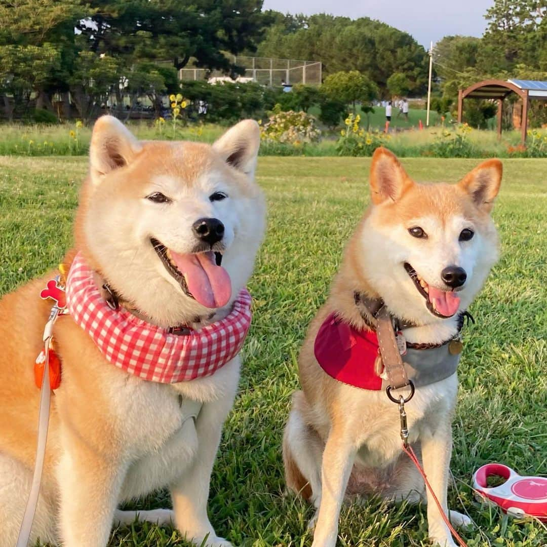 てんパパのインスタグラム：「正面からも上からも、どこから見てもカワイイ春ちゃんてんこ #春てん #夏の日」