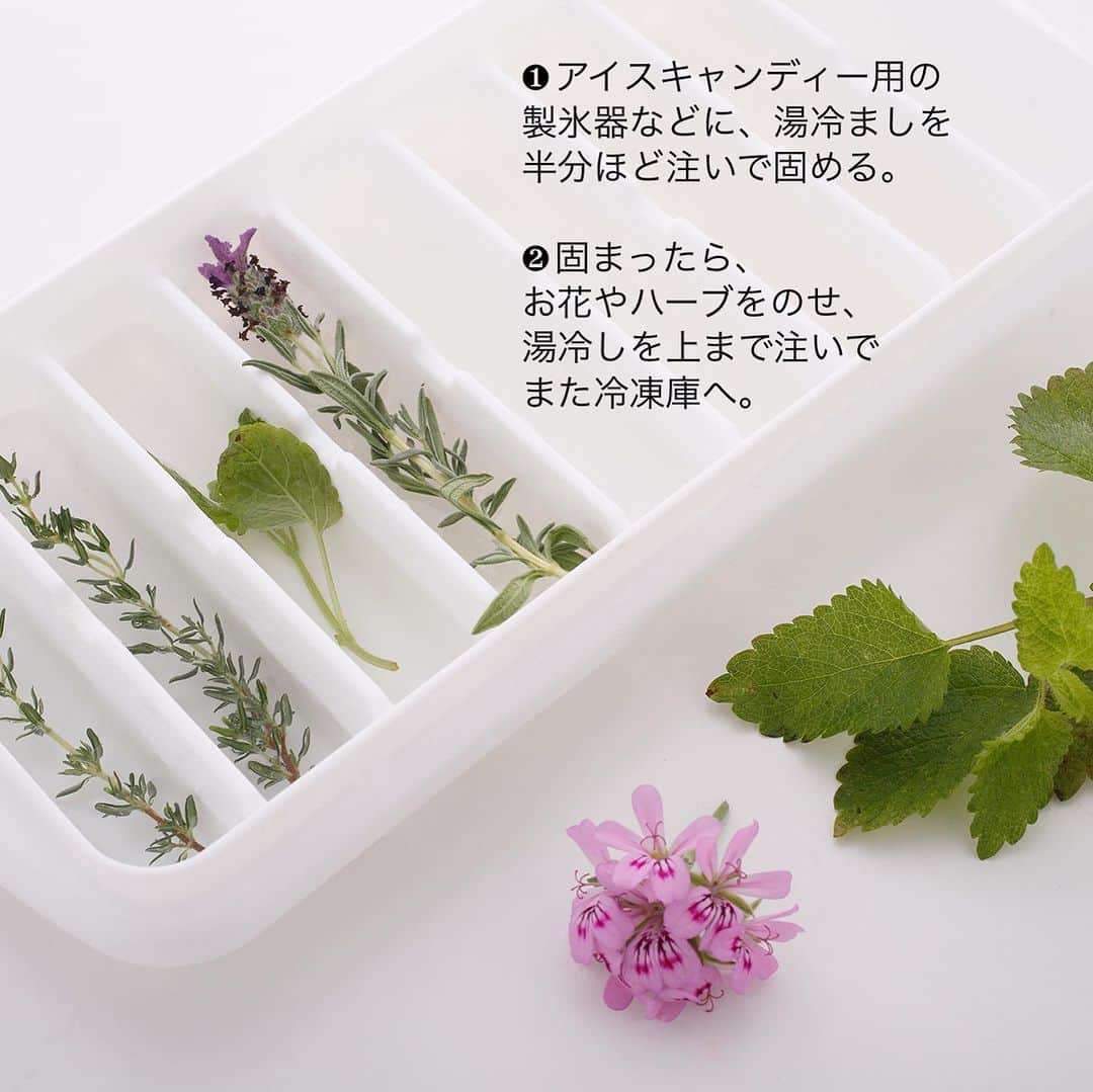 雑誌『花時間』さんのインスタグラム写真 - (雑誌『花時間』Instagram)「暑さしのぎに、花氷🧊を作ってみませんか？  花時間（@hanajikan_magazine）です。  写真は、ショットグラスにピッタンコサイズの花氷。  何を製氷皿にしたかというと…100均で売られているアイスキャンディー用の製氷皿なんです。  ポイントはふたつ！  ❶氷の透明度を上げるために、湯冷ましを使うこと。  ❷多少、面倒でも、2回に分けて凍らせること。  食用のエディブルフラワーやハーブなら、ドリンクに入れて楽しめますね🎵  卵の殻🥚で作ることもできるので、この夏、試してみてくださいね。  お客さまがいらしたときに、こんな花氷をさりげなく出せたら…かなりのもてなし上手かもしれませんね！  では、本日もお疲れさまでした🍉　明日も暑さに負けず、元気smile😊😊😊で頑張りましょう！ byピーターパン  花氷　@haveaherb  写真　@tanabe32   【花時間ニュース】 💜『花時間』から、花の定期便がスタートしました🥰　世界でここだけのバラと旬花が届く嬉しいサービスです💕  💜『花時間2023春夏』〈春のピンク！夏のブルー！〉大好評発売中！  💜『花と短歌でめぐる 二十四節気 花のこよみ』大好評発売中  すべて @hanajikan_magazine のプロフィールのリンクから飛べます✈️  『花時間』本誌や書籍は全国の書店、ネット書店でも発売中✨  #花時間 #花氷 #ひんやり #ハーブ #花が好き #花が好きな人と繋がりたい #花を飾る #花を飾る生活 #花屋さんへ行こう」7月24日 19時10分 - hanajikan_magazine